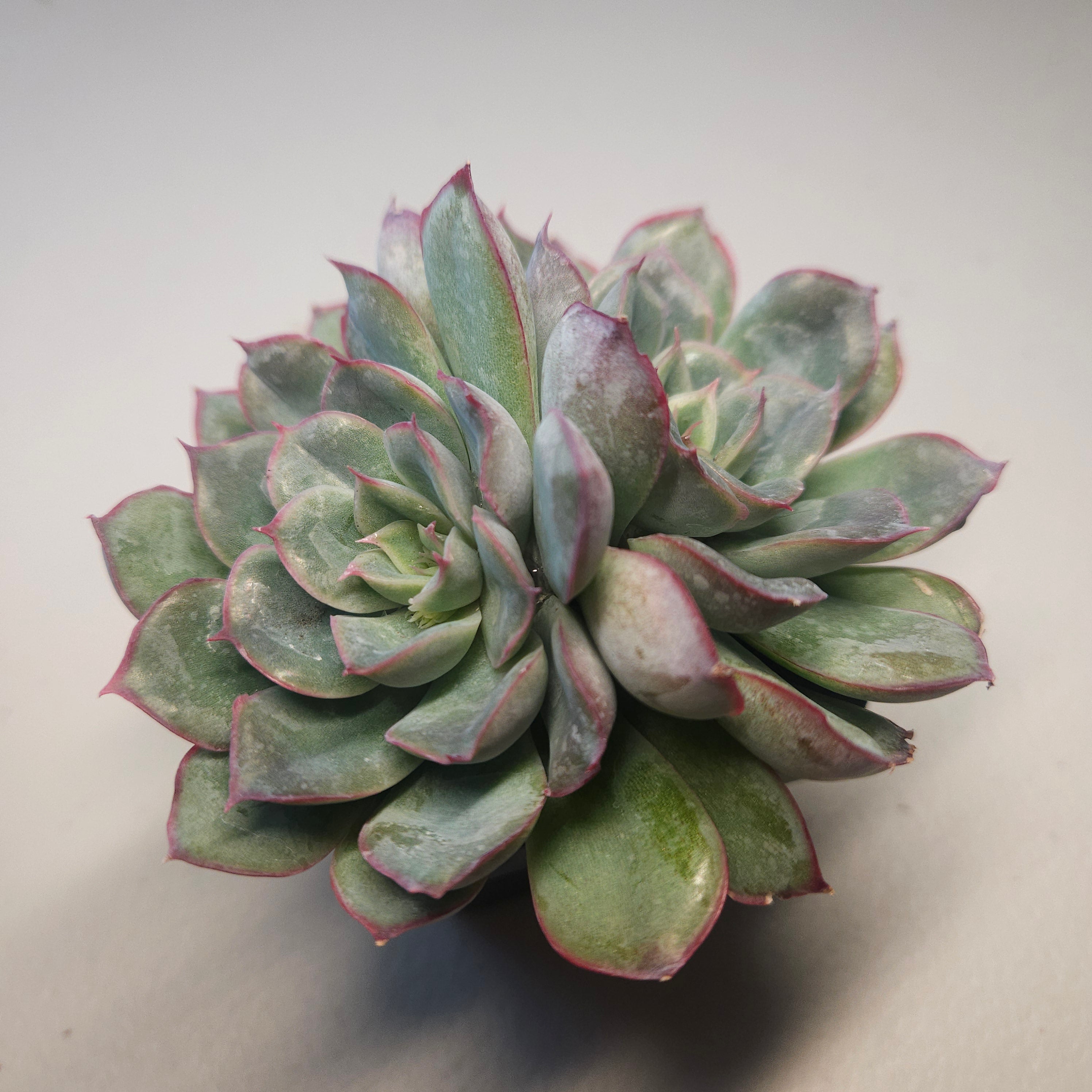 Echeveria | Hercules