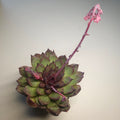 Echeveria ‘Midnight’ | Dark Rare Succulent