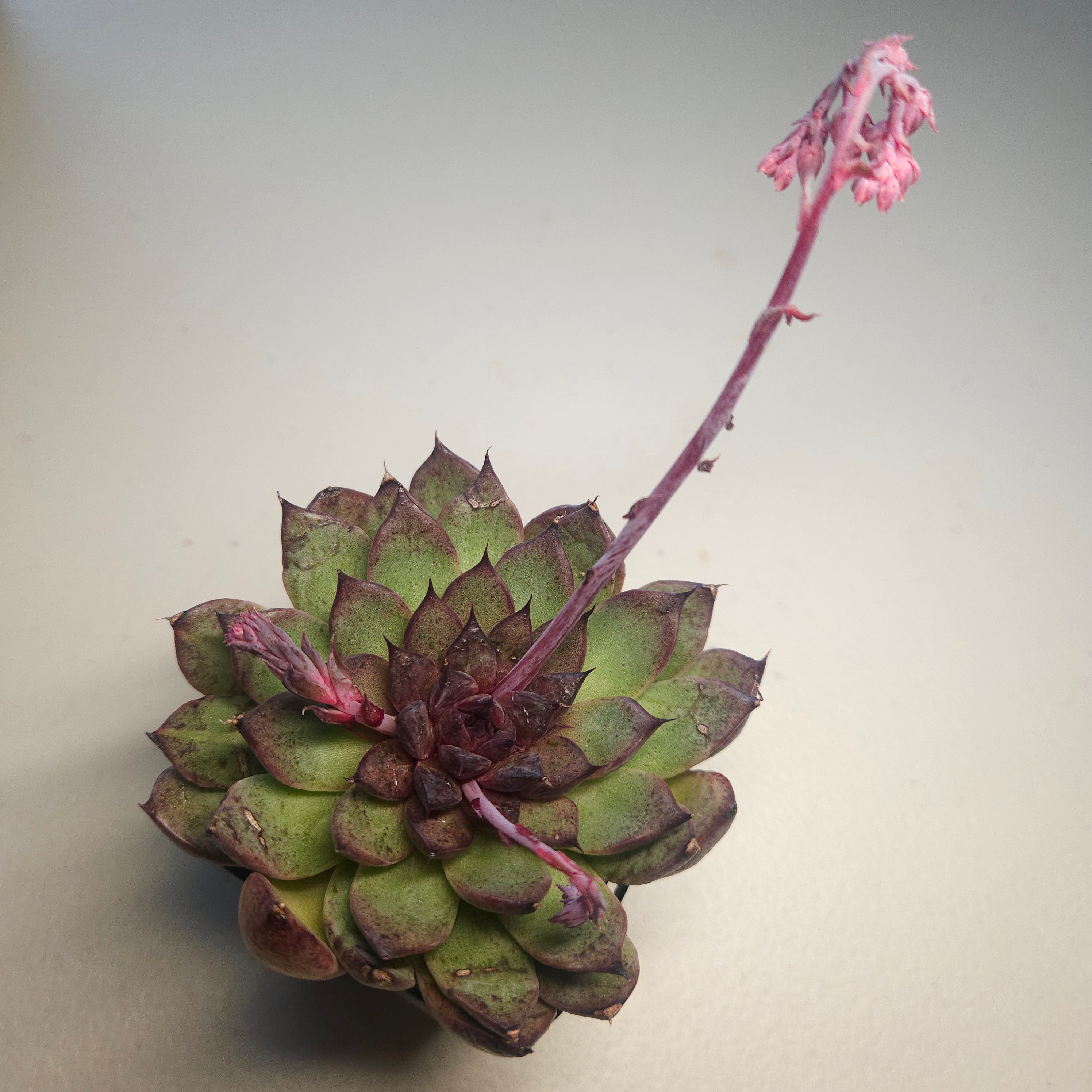 Echeveria ‘Midnight’ | Dark Rare Succulent