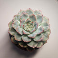 Echeveria | Hercules