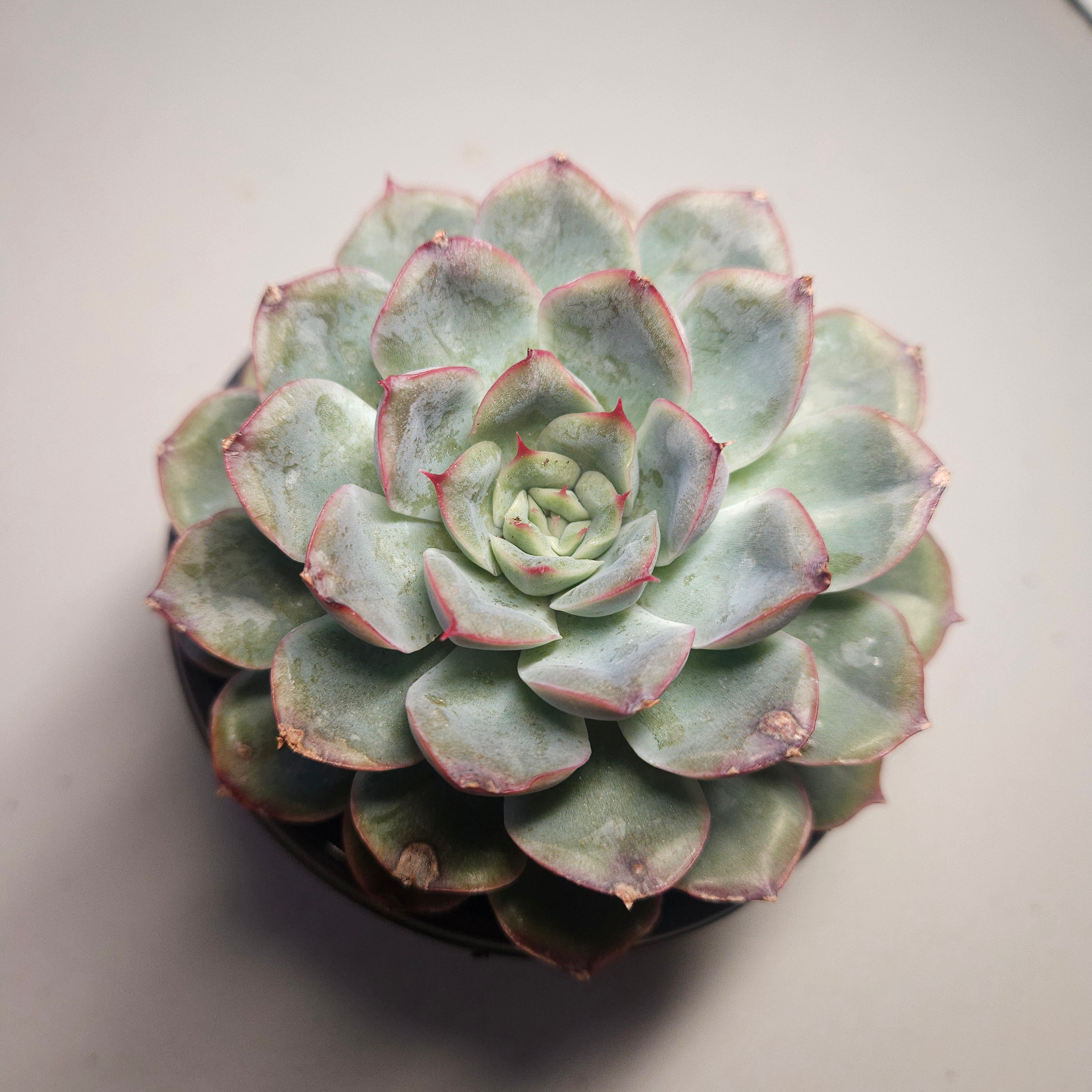 Echeveria | Hercules