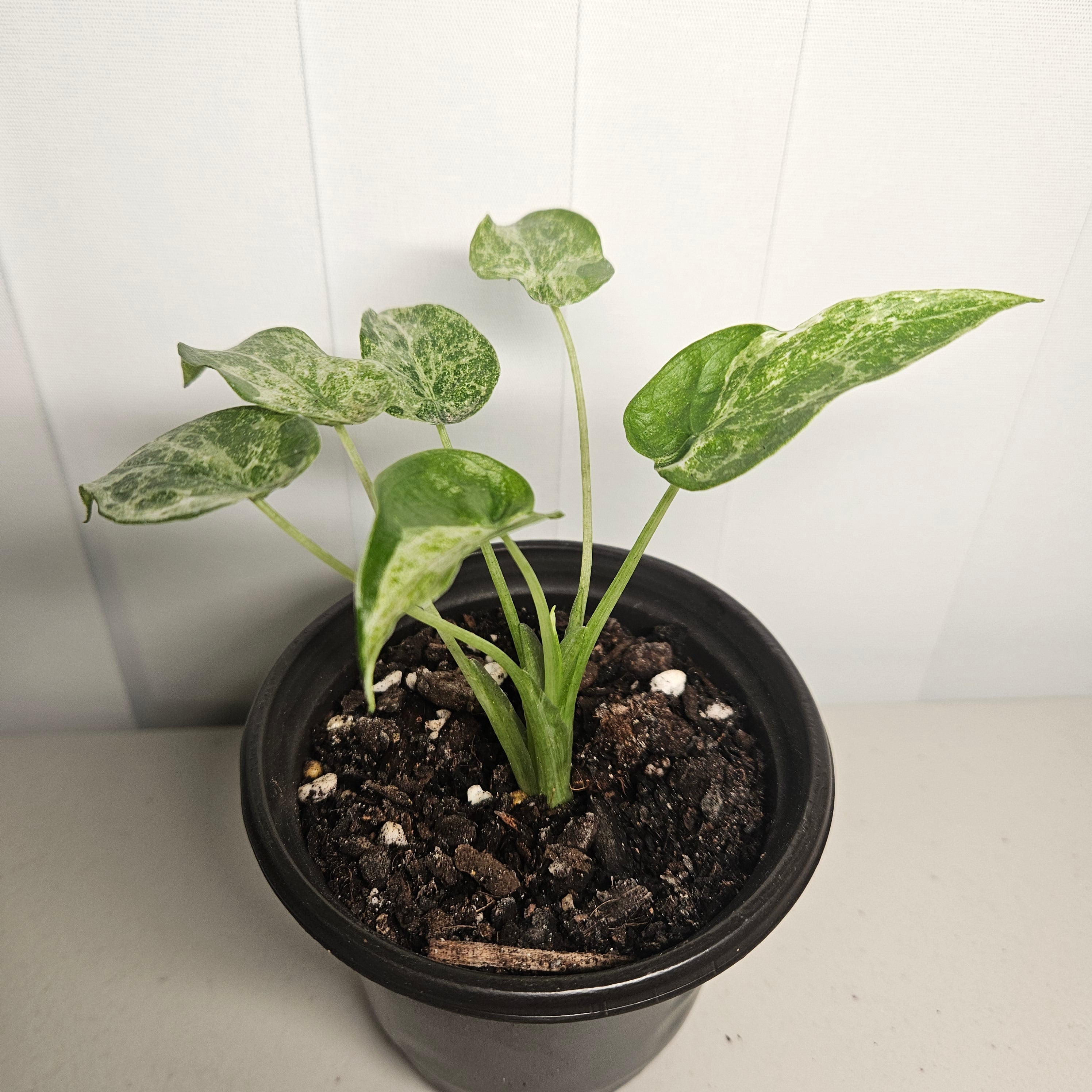 Alocasia cucullata | 'Mint Variegata'