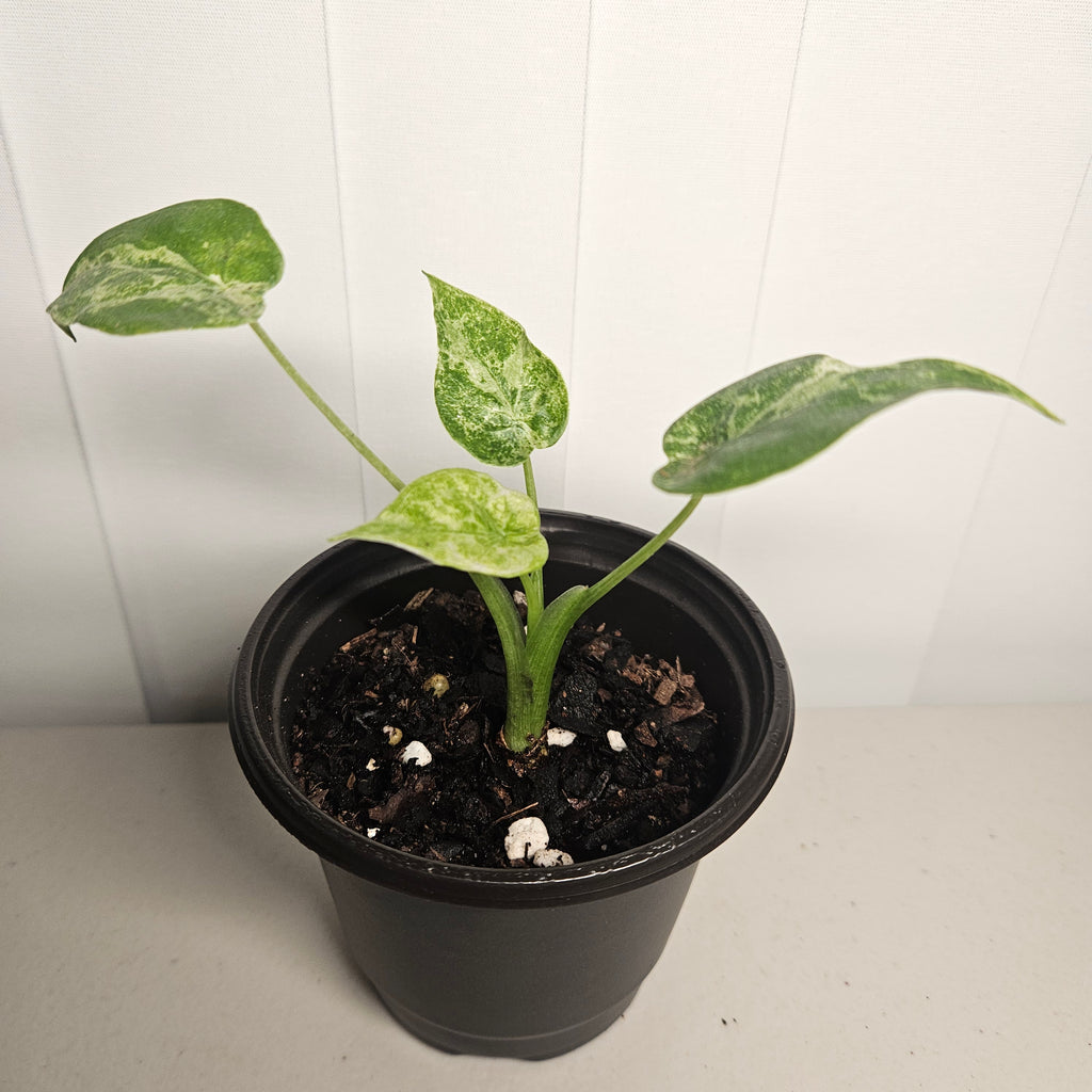 Alocasia cucullata | 'Mint Variegata'