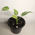 Alocasia cucullata | 'Mint Variegata'