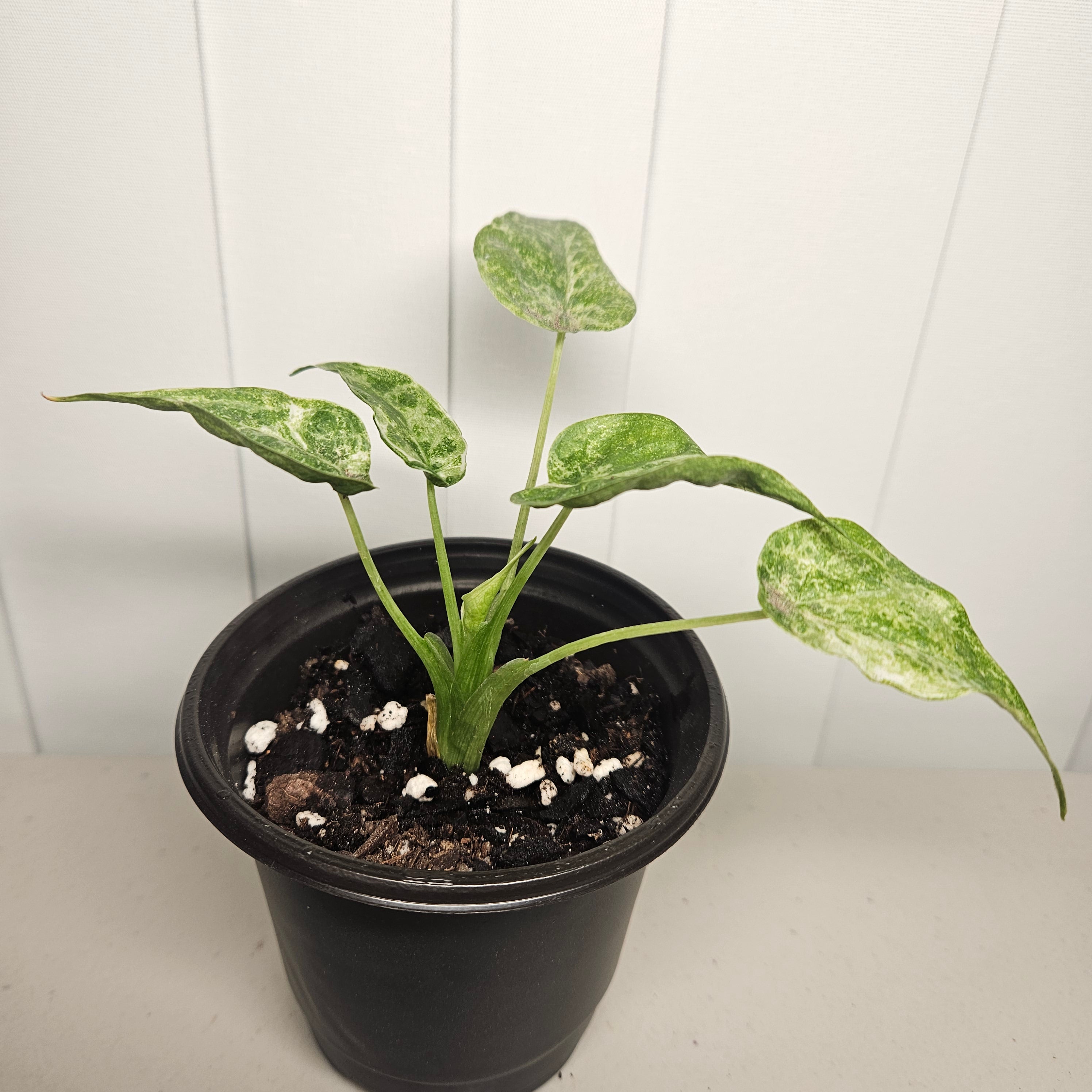 Alocasia cucullata | 'Mint Variegata'