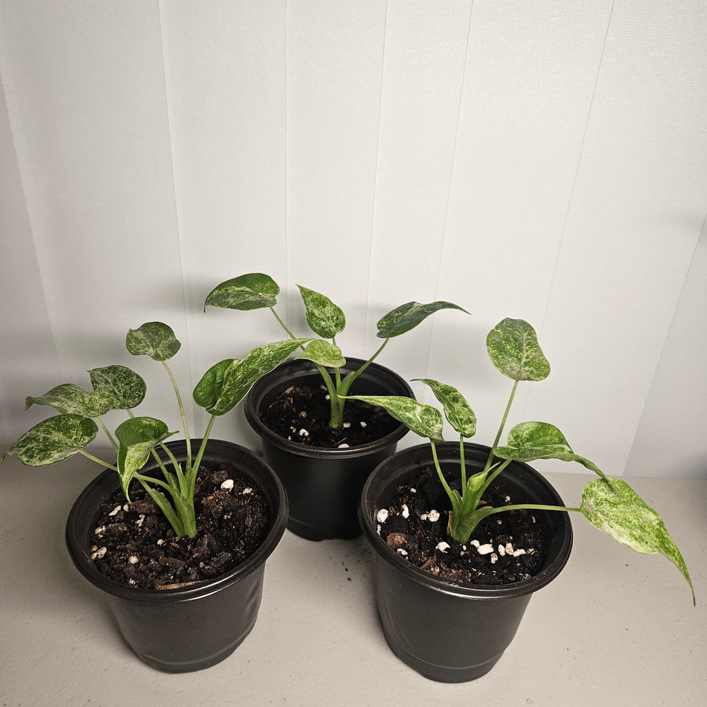 Alocasia cucullata | 'Mint Variegata'