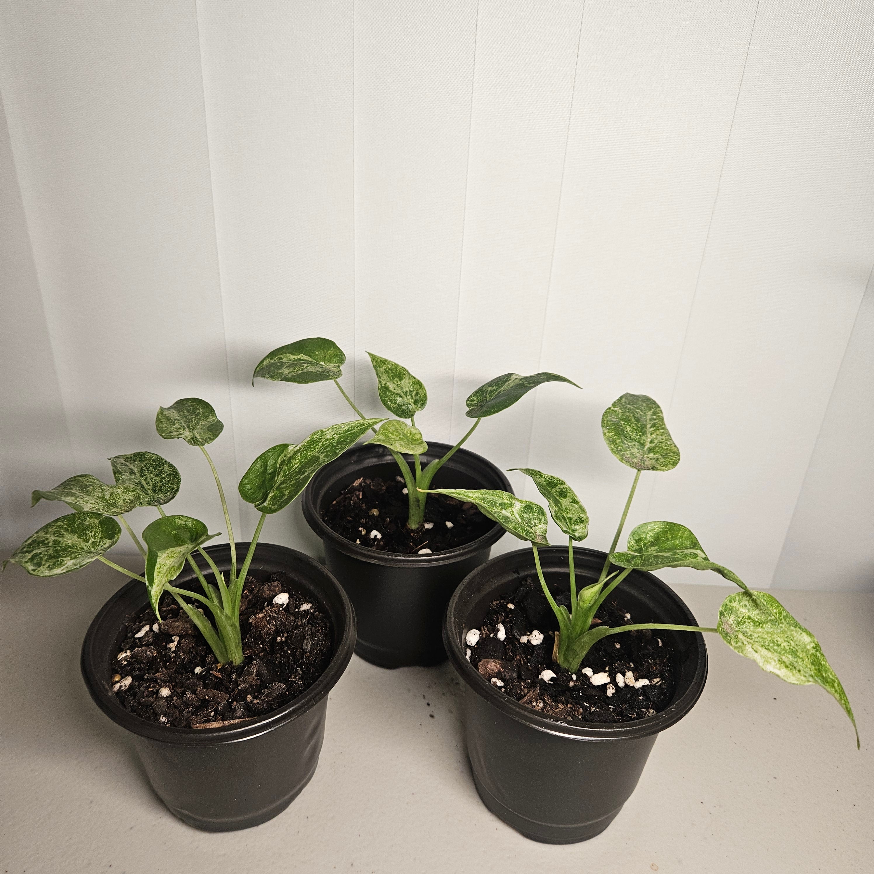 Alocasia cucullata | 'Mint Variegata'