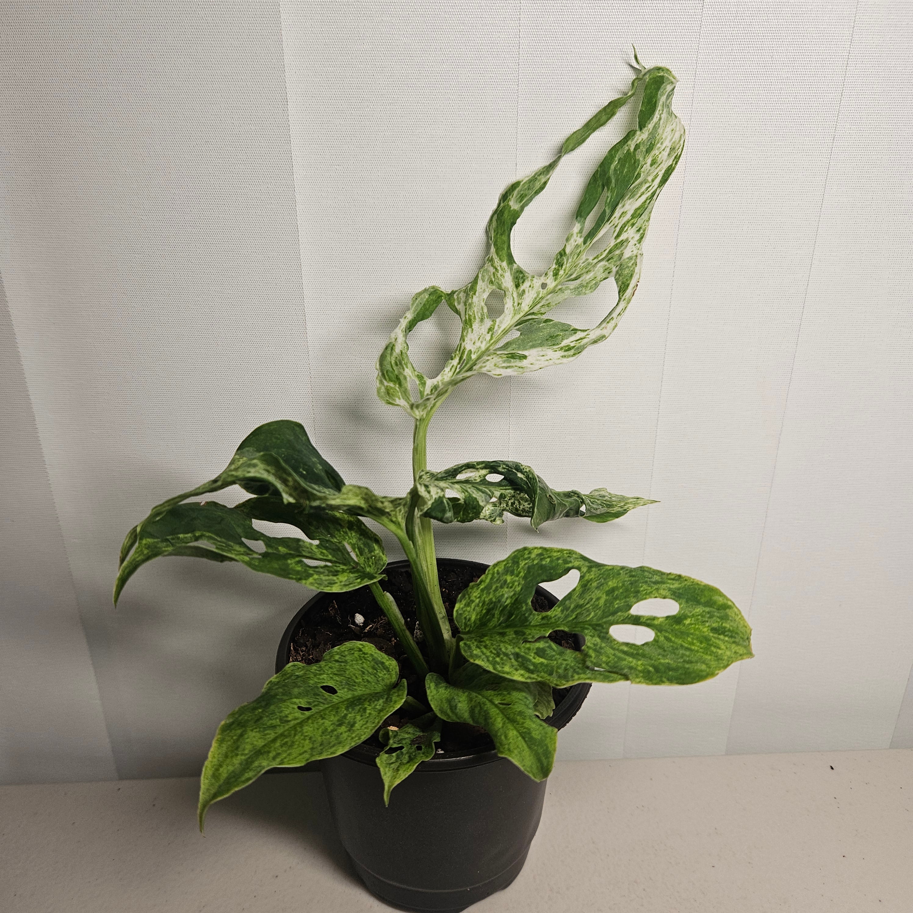 Monstera Adansonii Mint Variegated | Rare Mint Variegated Swiss Cheese Plant