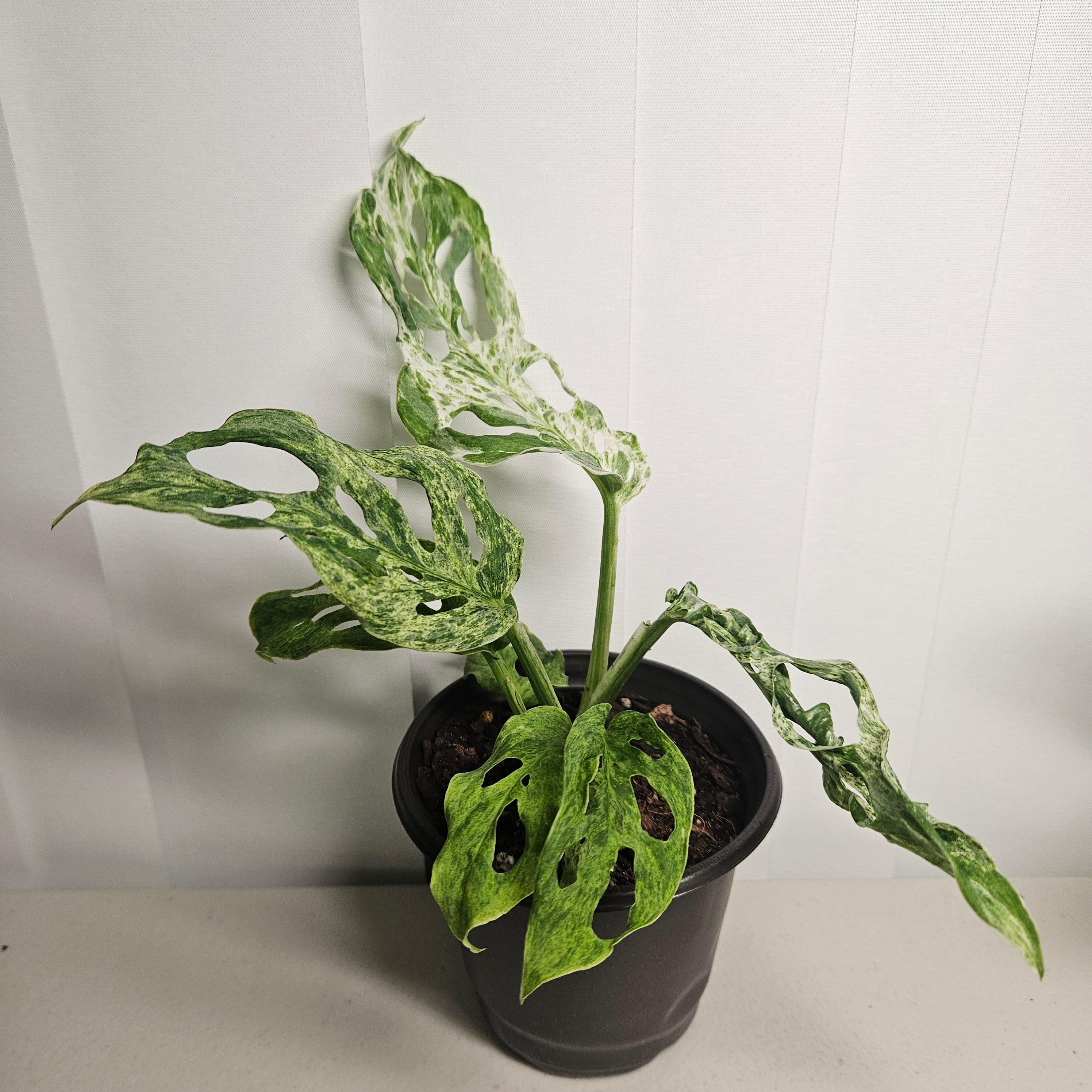 Monstera Adansonii Mint Variegated | Rare Mint Variegated Swiss Cheese Plant