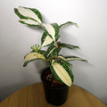 Dracaena 'Milky Way'