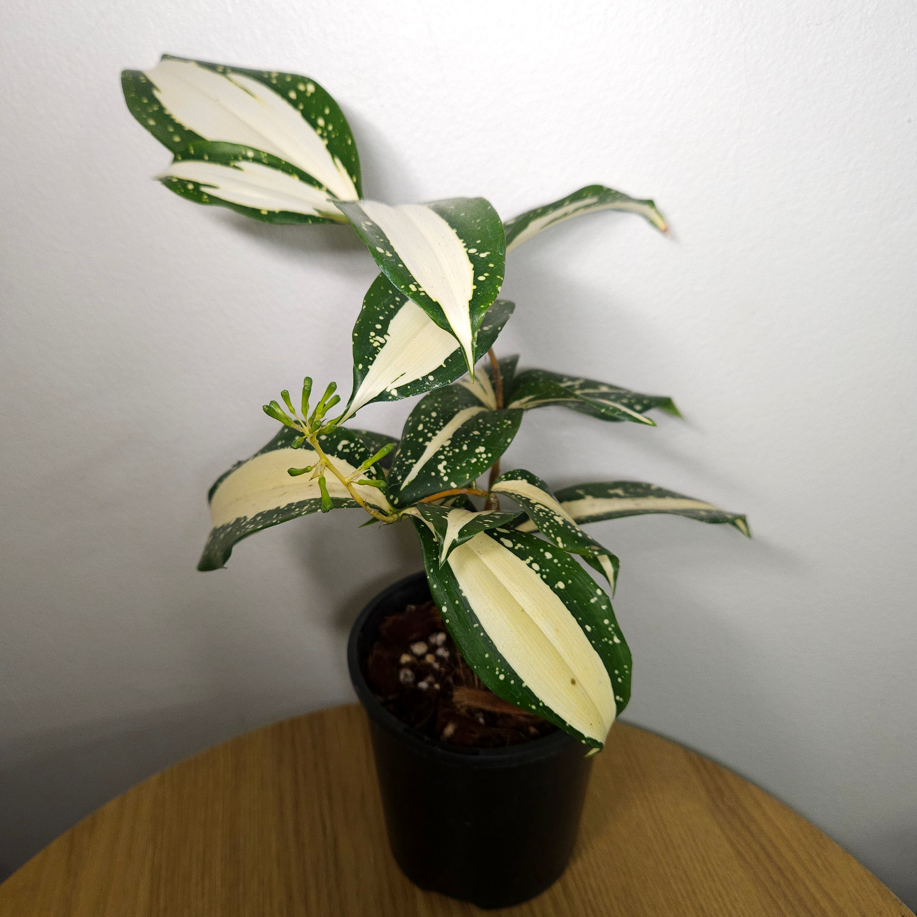 Dracaena 'Milky Way'