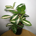 Dracaena 'Milky Way'