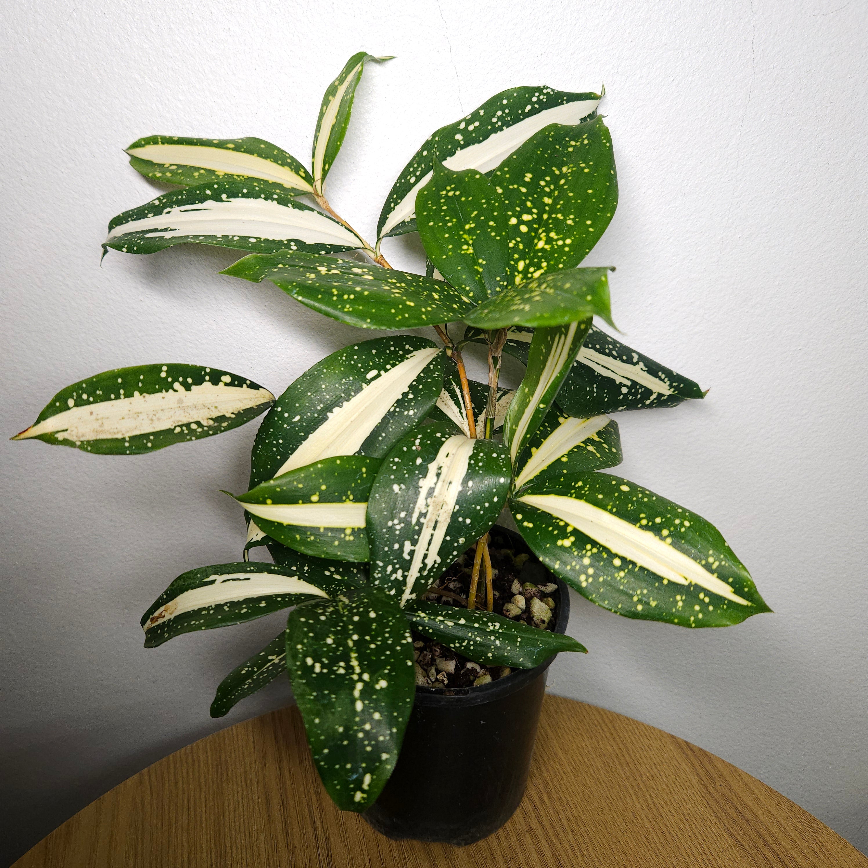 Dracaena 'Milky Way'