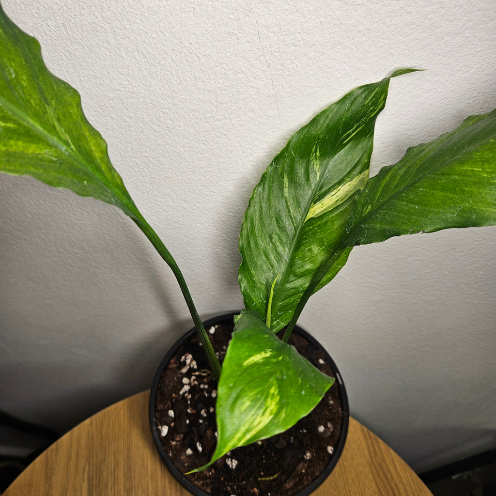 Spathiphyllum ‘Aurea’ – Rare Variegated Peace Lily | Rarely Offered