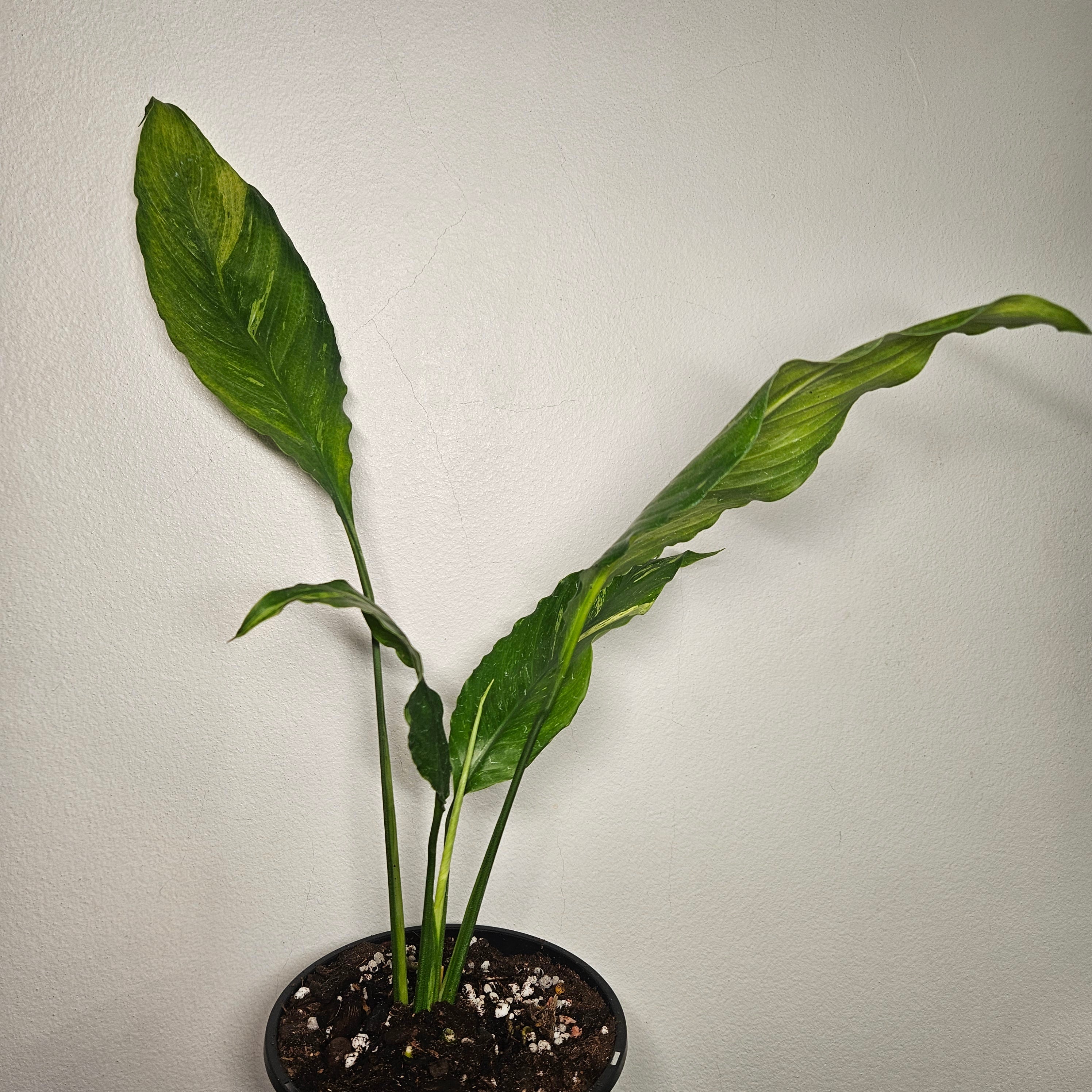 Spathiphyllum ‘Aurea’ – Rare Variegated Peace Lily | Rarely Offered