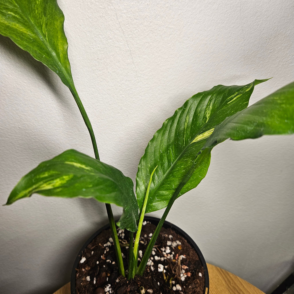 Spathiphyllum ‘Aurea’ – Rare Variegated Peace Lily | Rarely Offered