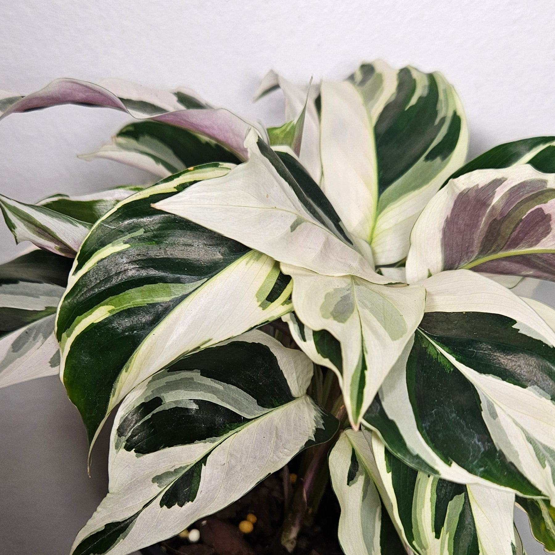Calathea White Fusion | Rare Variegated Prayer Plant
