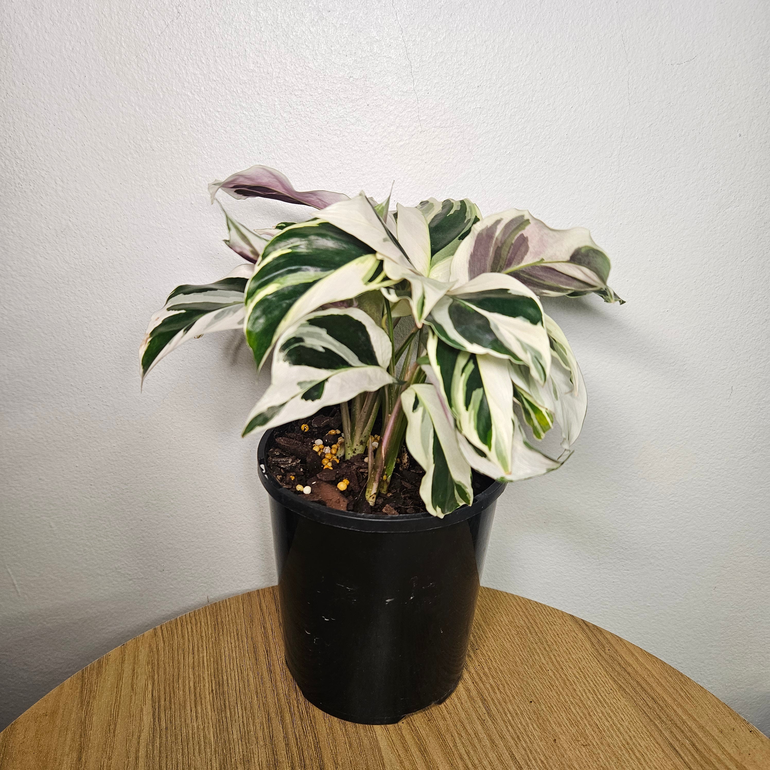 Calathea White Fusion | Rare Variegated Prayer Plant