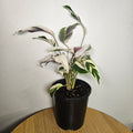Calathea White Fusion | Rare Variegated Prayer Plant