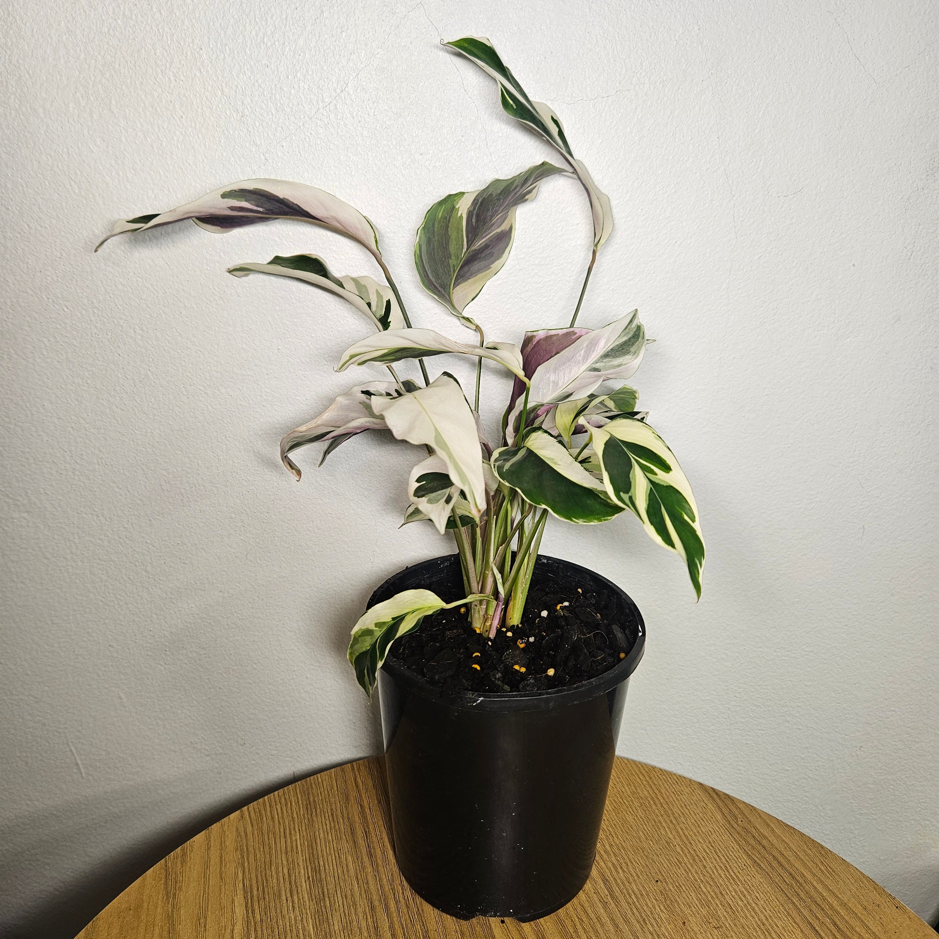 Calathea White Fusion | Rare Variegated Prayer Plant