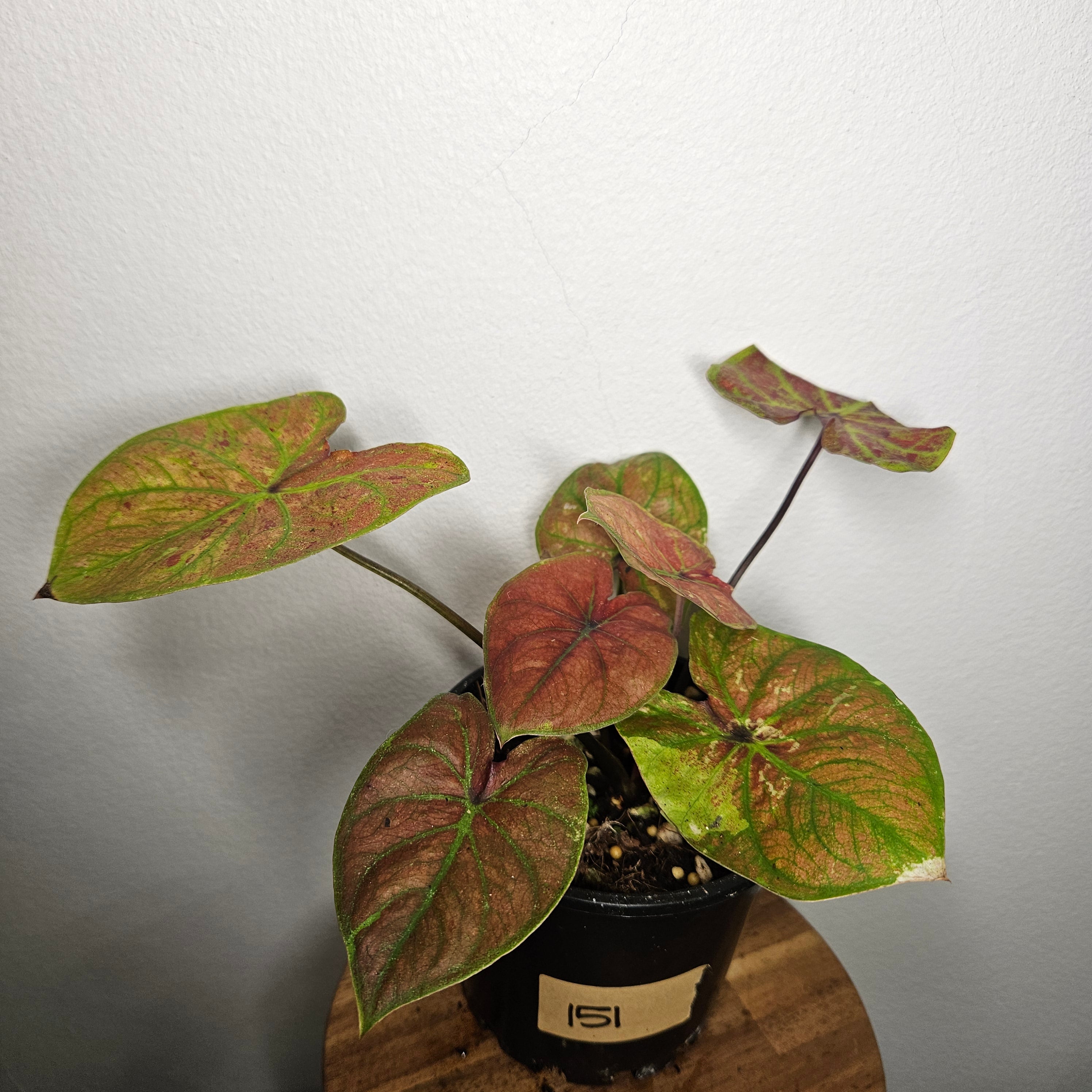 Caladium Bicolor | Amber Flame