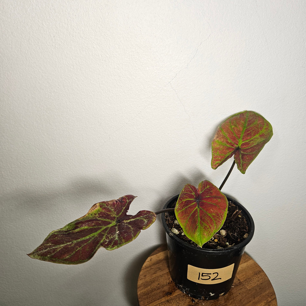 Caladium Bicolor | Amber Flame