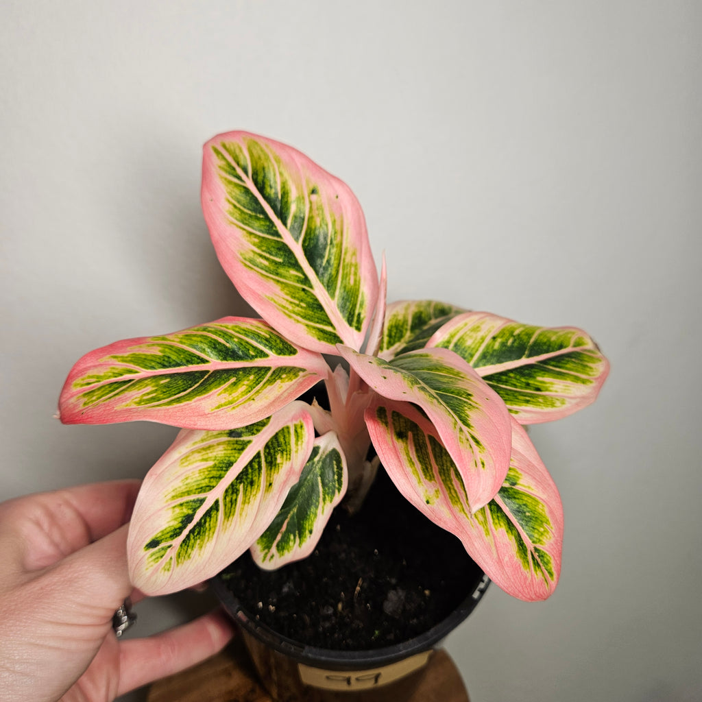 Aglaonema Lotus Delight | Rare Variegated Chinese Evergreen