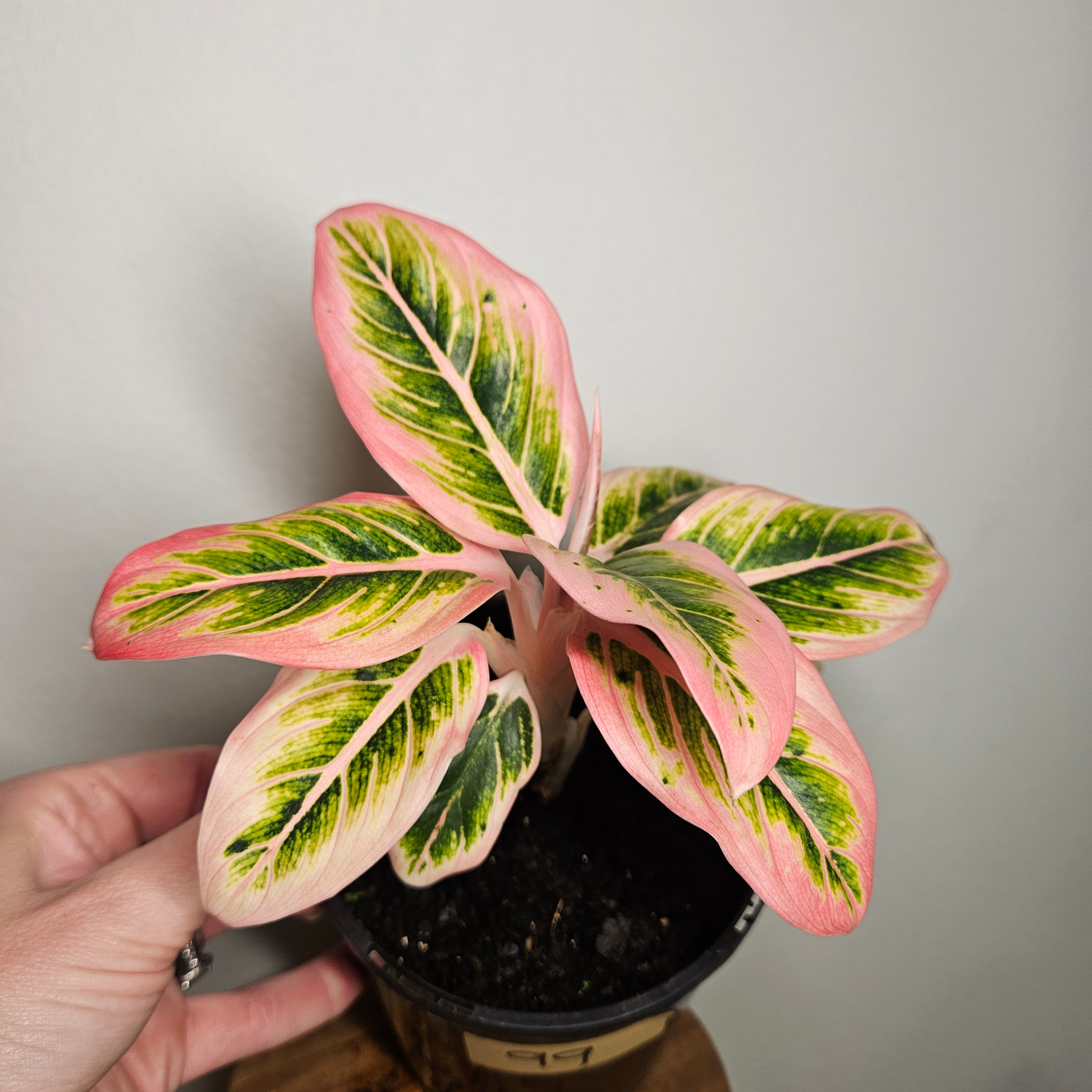 Aglaonema Lotus Delight | Rare Variegated Chinese Evergreen