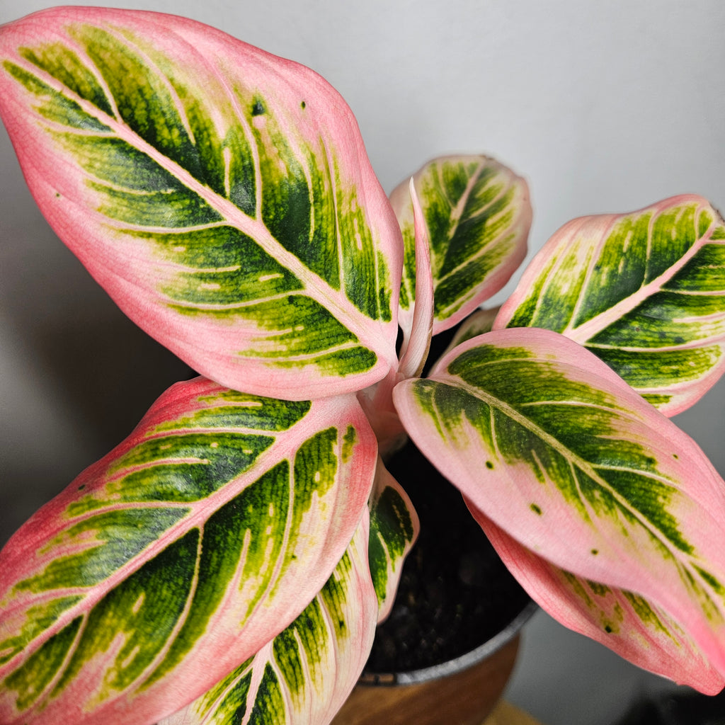Aglaonema Lotus Delight | Rare Variegated Chinese Evergreen
