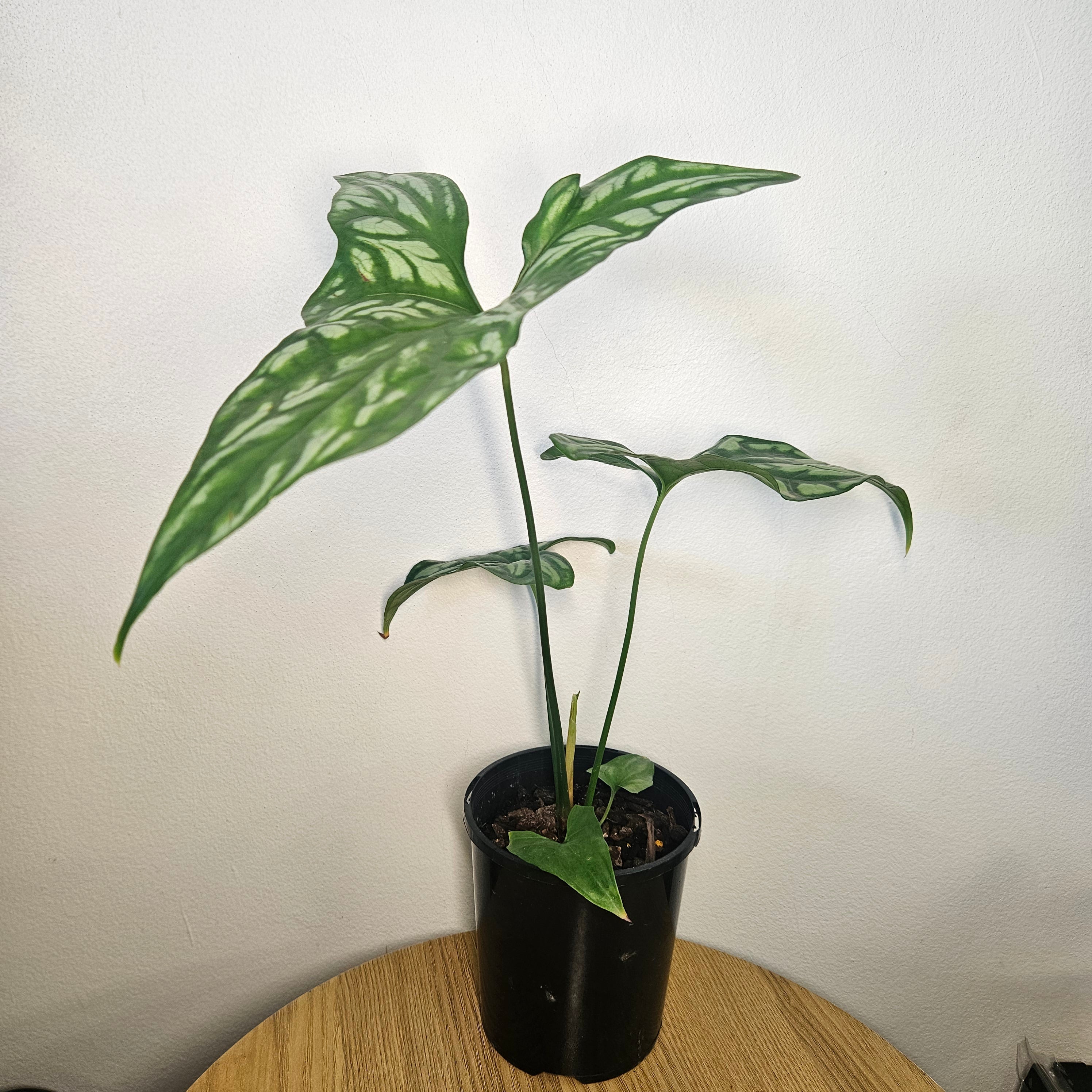 Cercestis mirabilis | Collector Plant