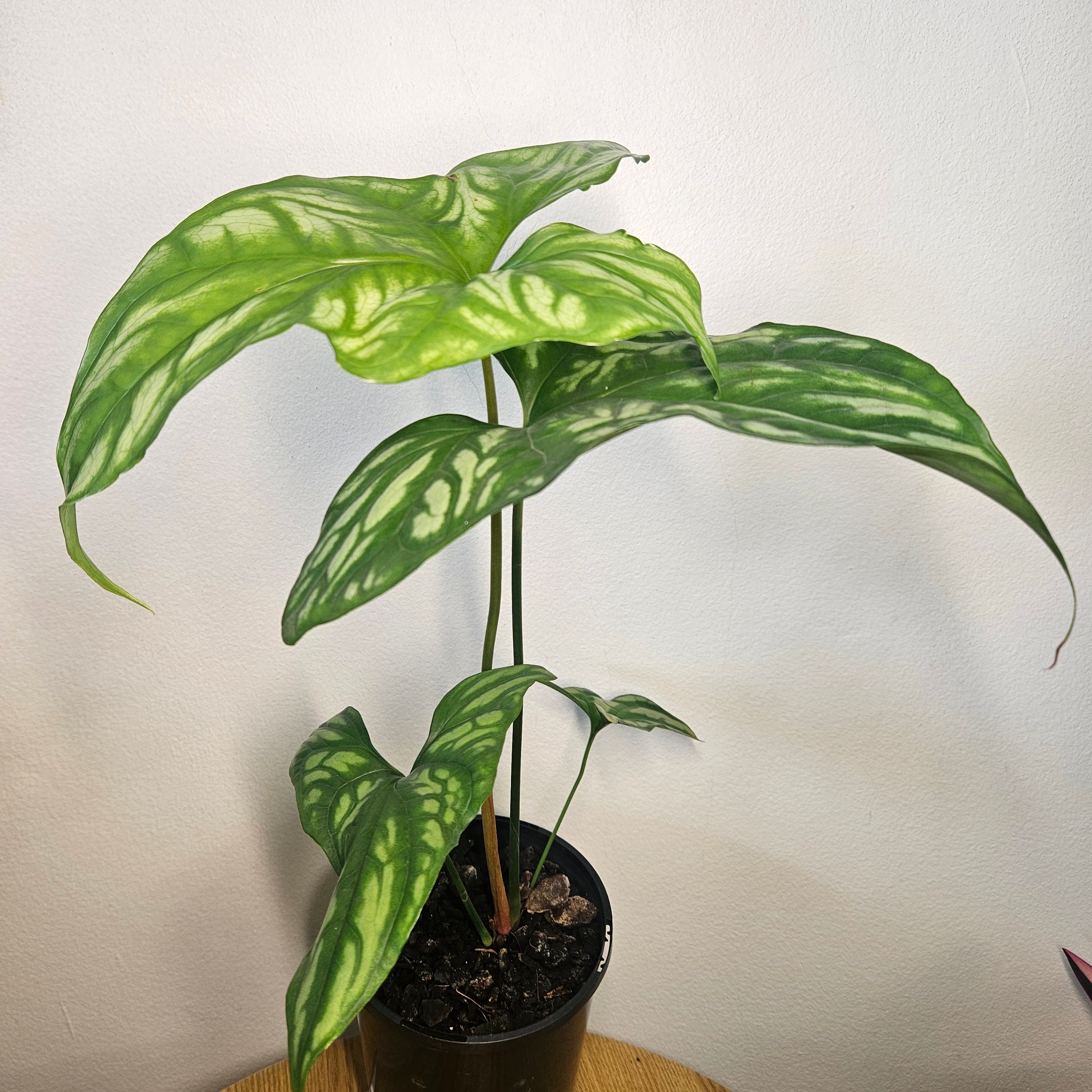 Cercestis mirabilis | Collector Plant