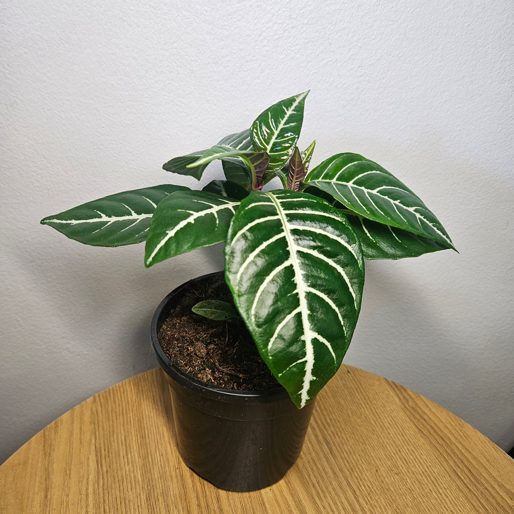 Aphelandra | ‘Zebra Plant’