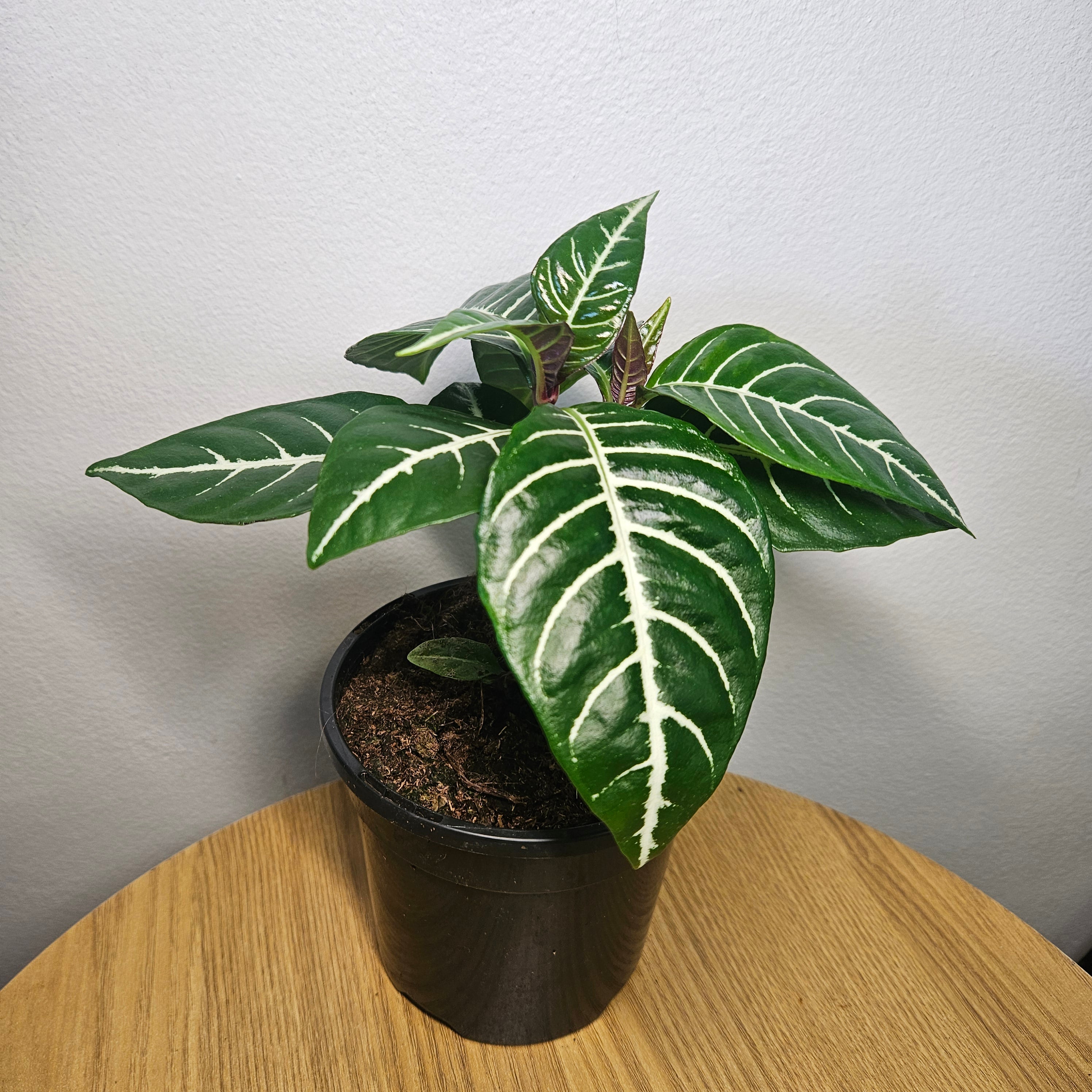 Aphelandra | ‘Zebra Plant’