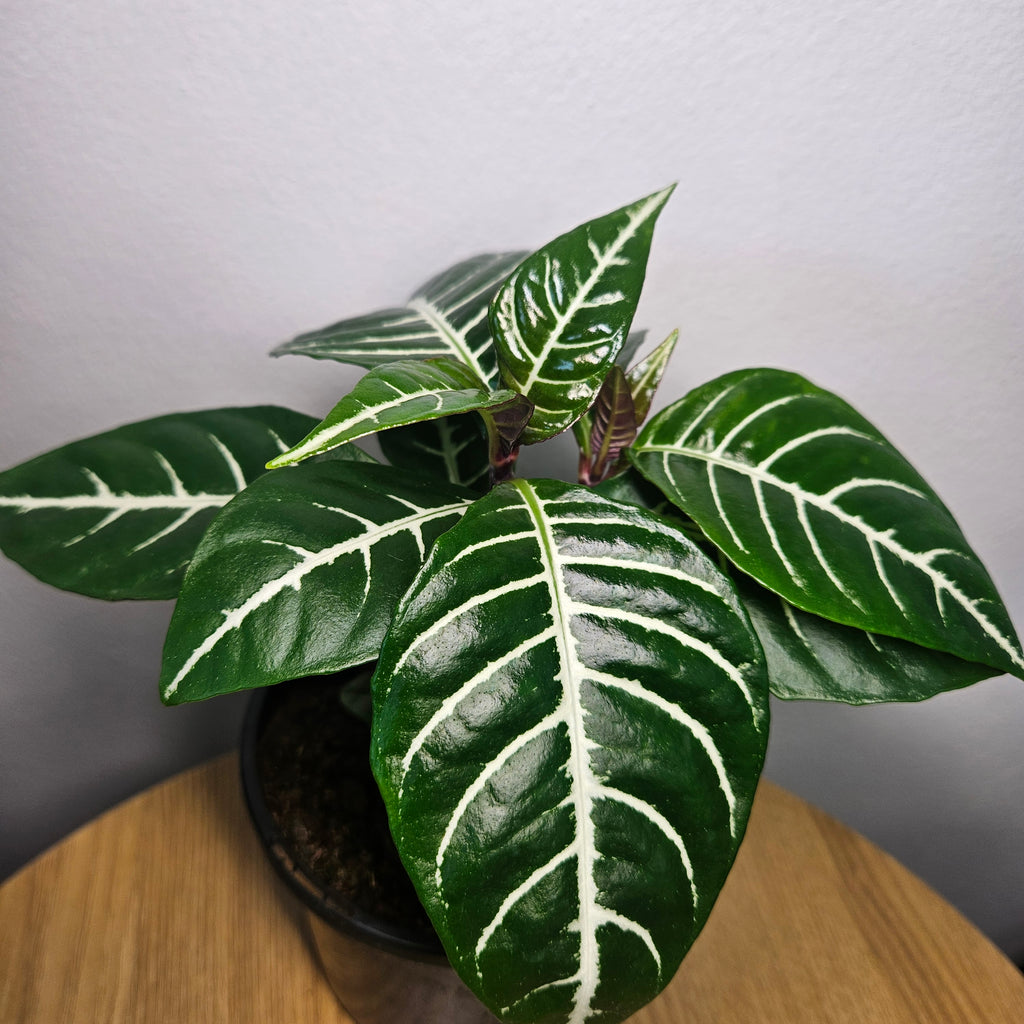 Aphelandra | ‘Zebra Plant’