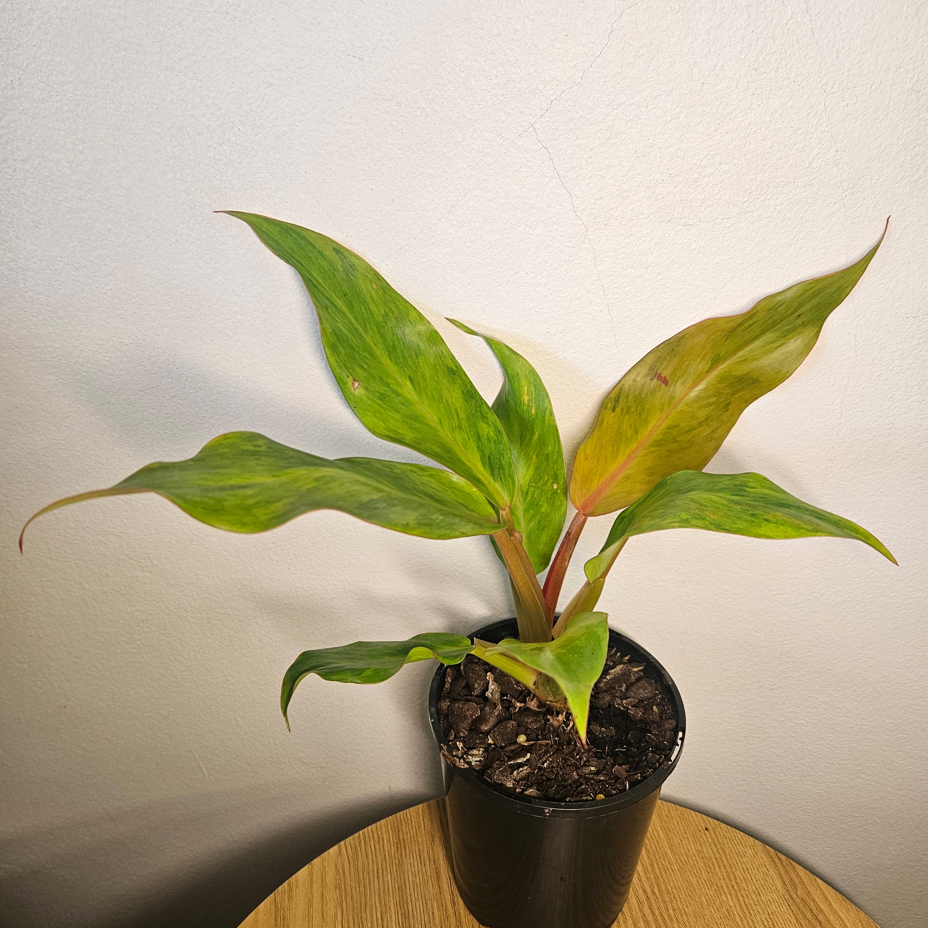 Philodendron Orange Marmalade | Rare Variegated Colour-Changing Aroid