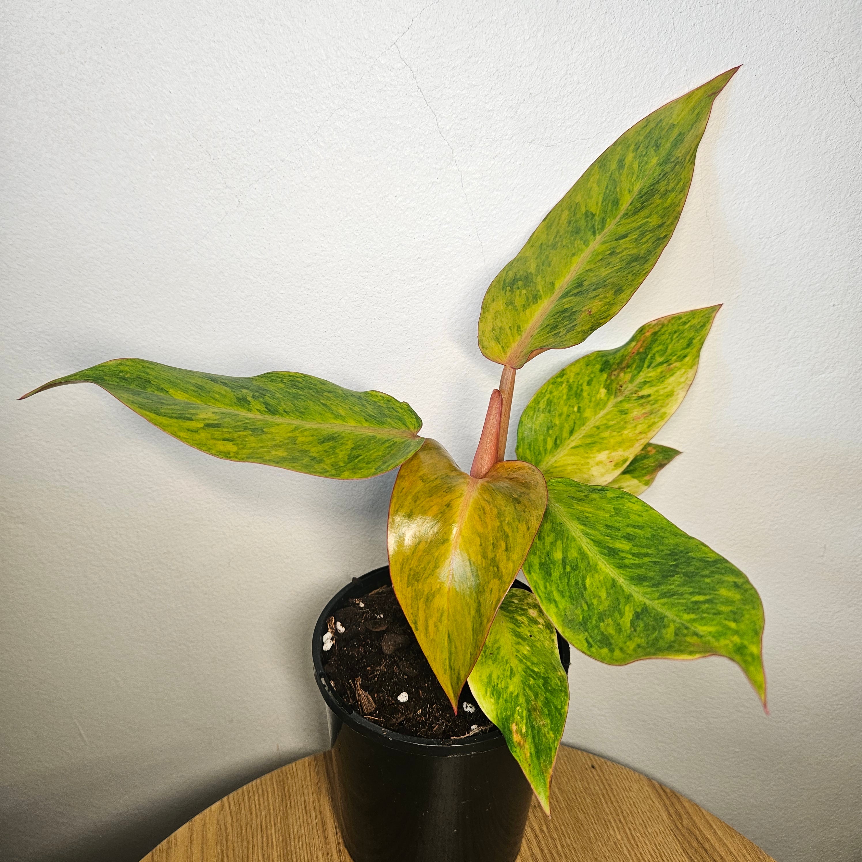 Philodendron Orange Marmalade | Rare Variegated Colour-Changing Aroid