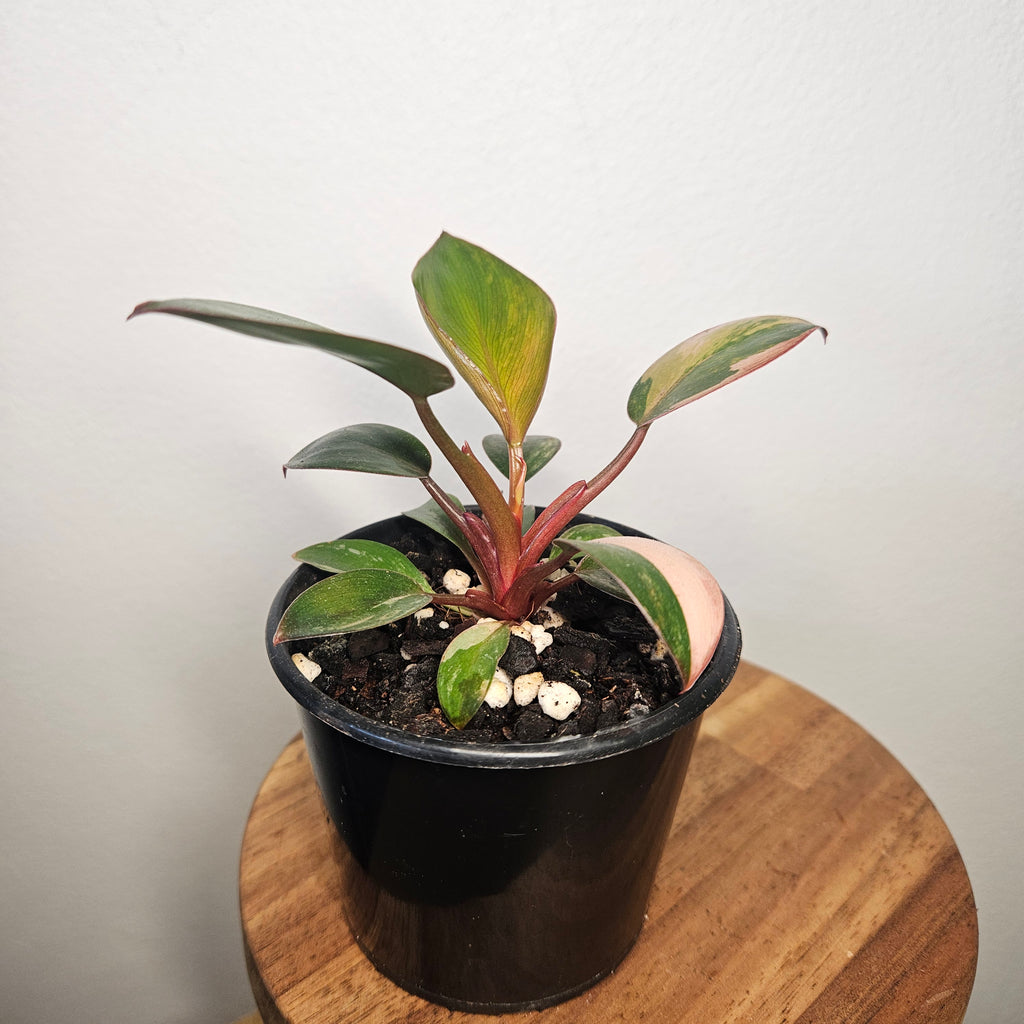 Philodendron 'Rojo Congo Variegated' | Rare Collector Aroid 1