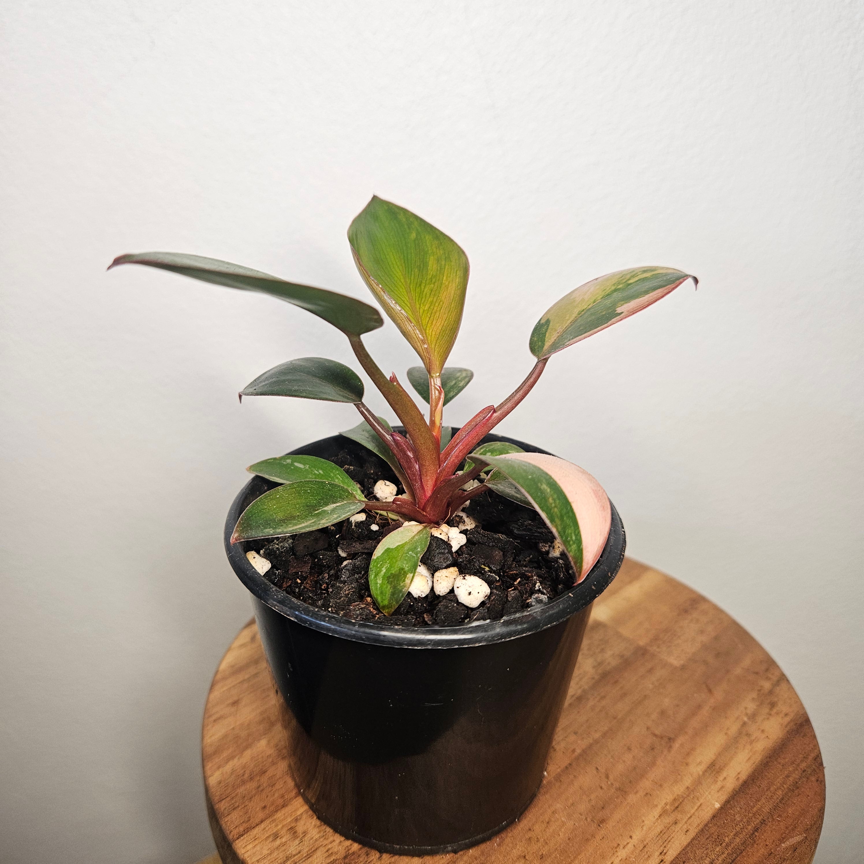Philodendron 'Rojo Congo Variegated' | Rare Collector Aroid 1