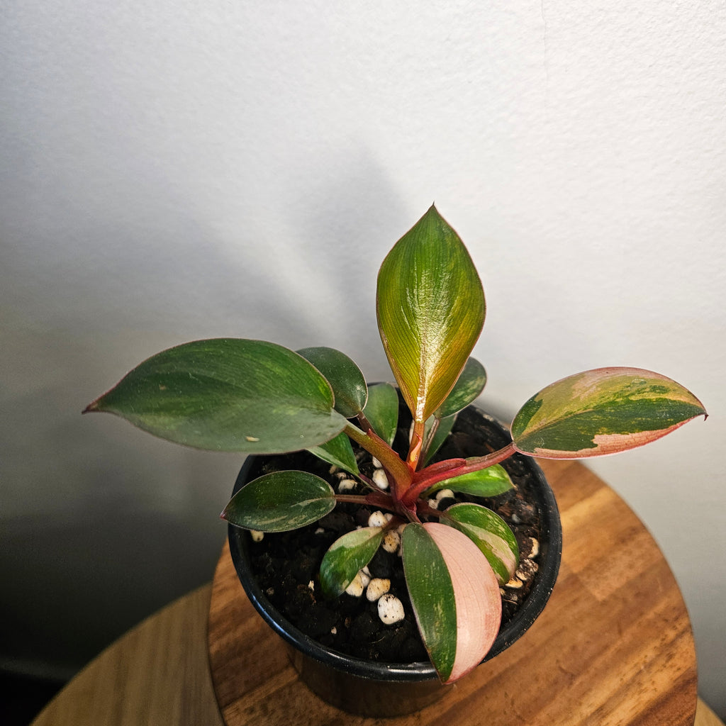 Philodendron 'Rojo Congo Variegated' | Rare Collector Aroid 1
