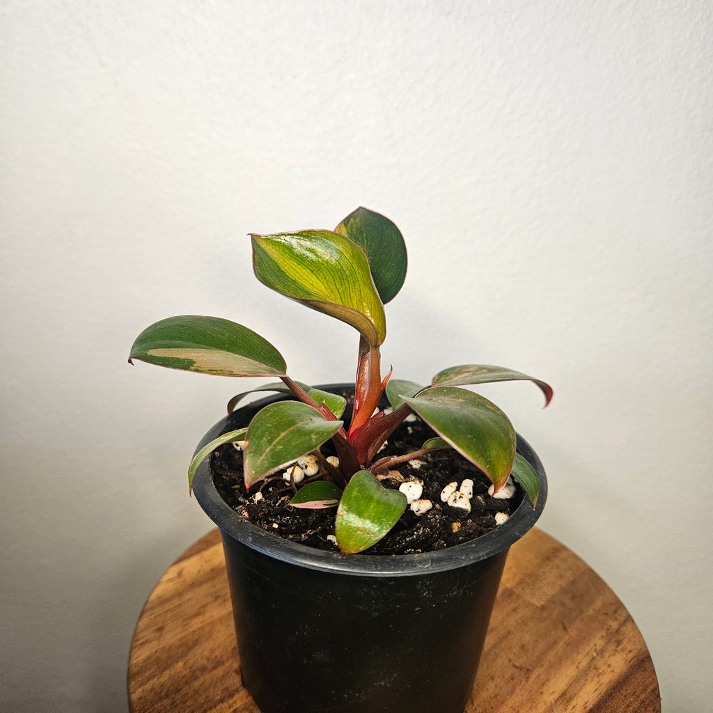 Philodendron 'Rojo Congo Variegated' | Rare Collector Aroid 2