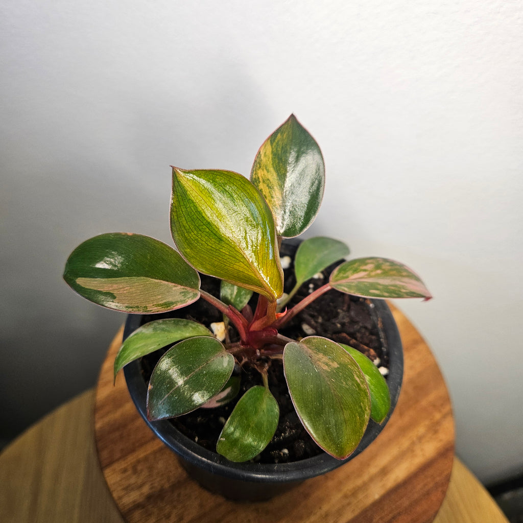 Philodendron 'Rojo Congo Variegated' | Rare Collector Aroid 2