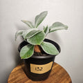 Sinningia leucotricha 'Brazilian Edelweiss' | Rare Caudex Plant