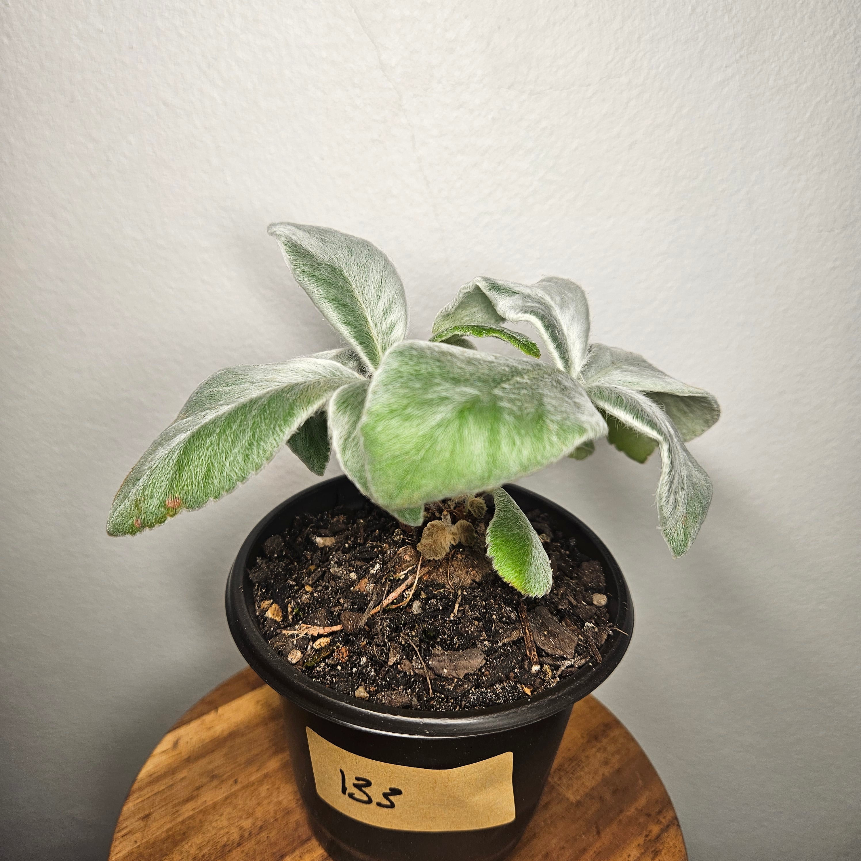 Sinningia leucotricha 'Brazilian Edelweiss' | Rare Caudex Plant