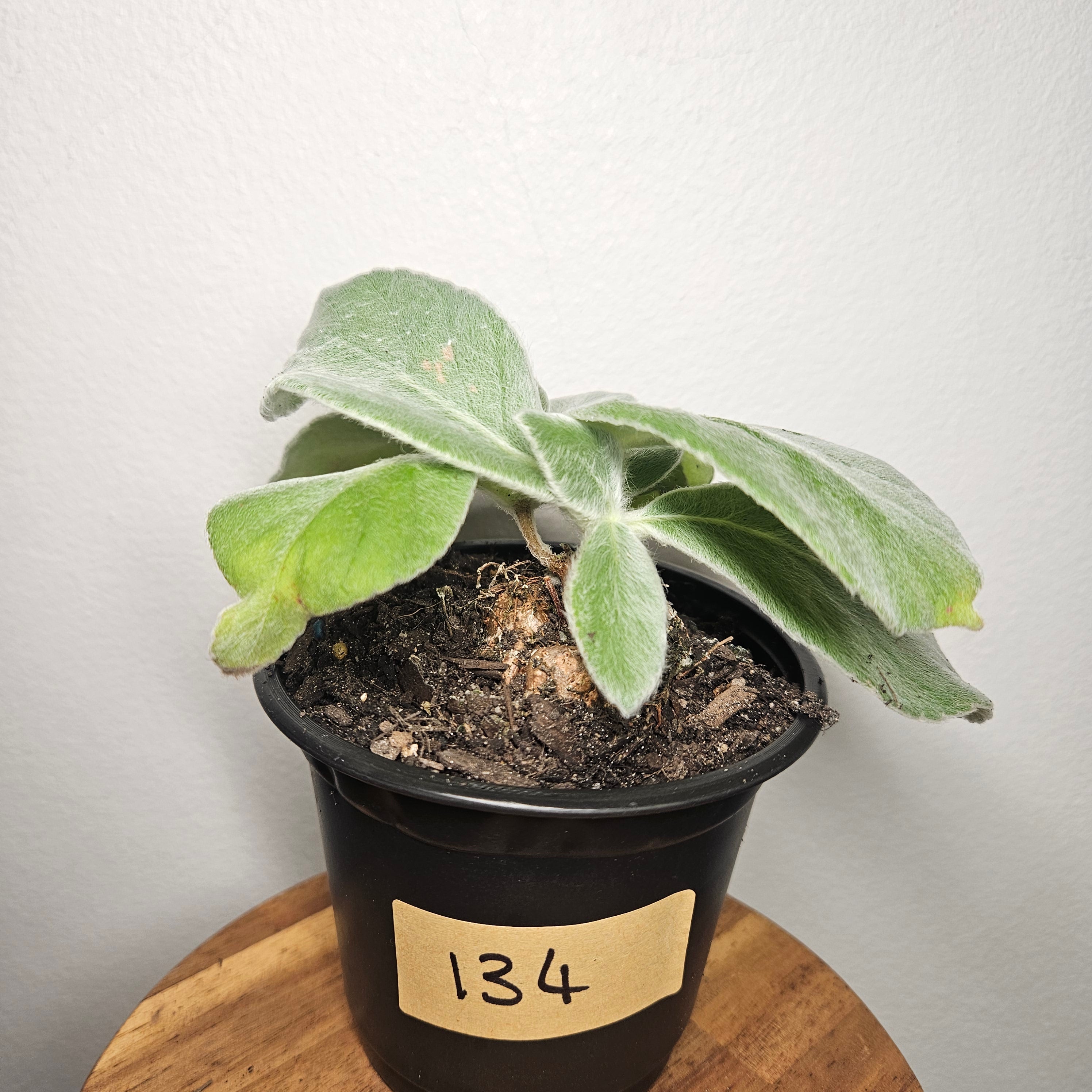 Sinningia leucotricha 'Brazilian Edelweiss' | Rare Caudex Plant