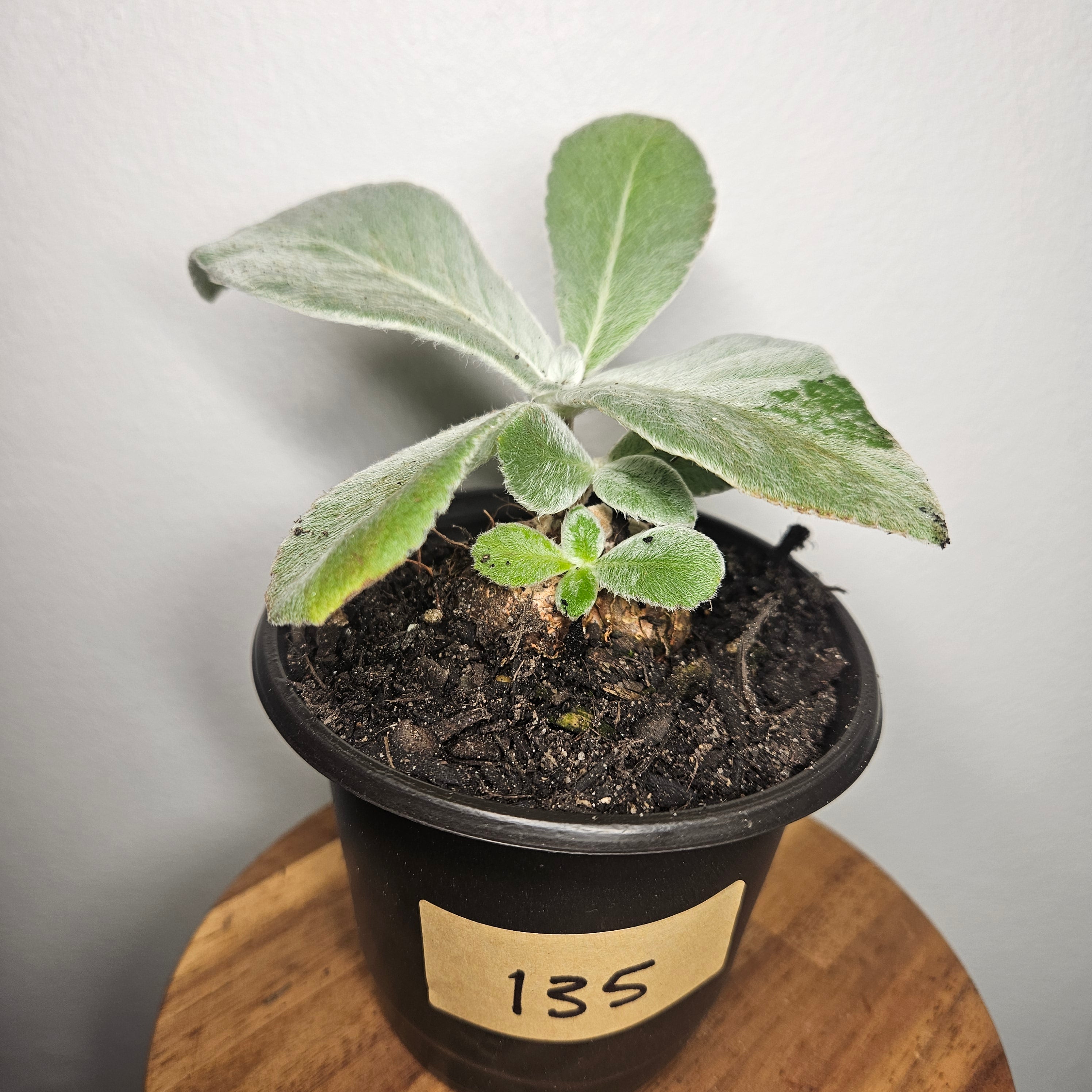 Sinningia leucotricha 'Brazilian Edelweiss' | Rare Caudex Plant