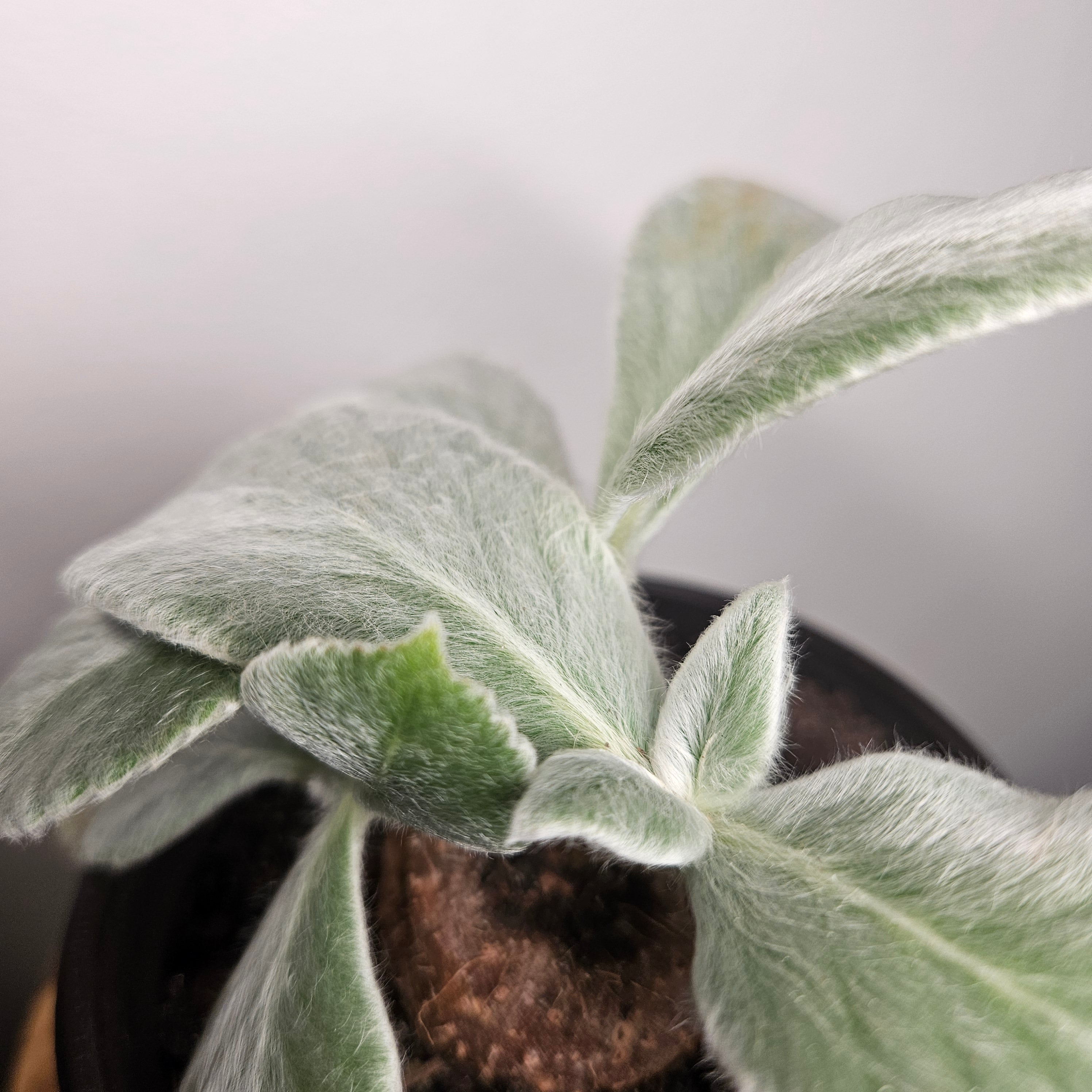 Sinningia leucotricha 'Brazilian Edelweiss' | Rare Caudex Plant