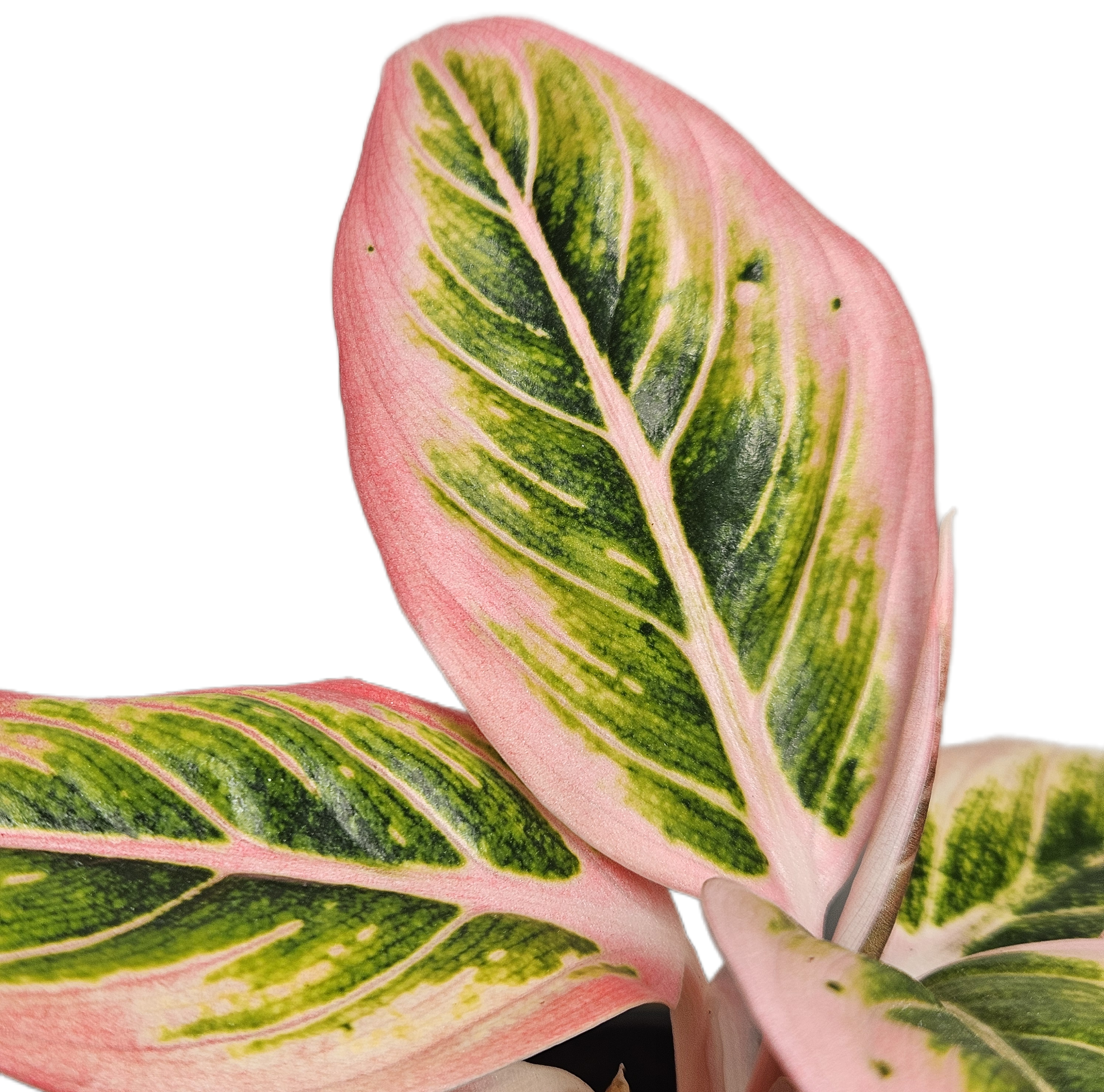 Aglaonema Lotus Delight | Extremely Rare Variegated Chinese Evergreen