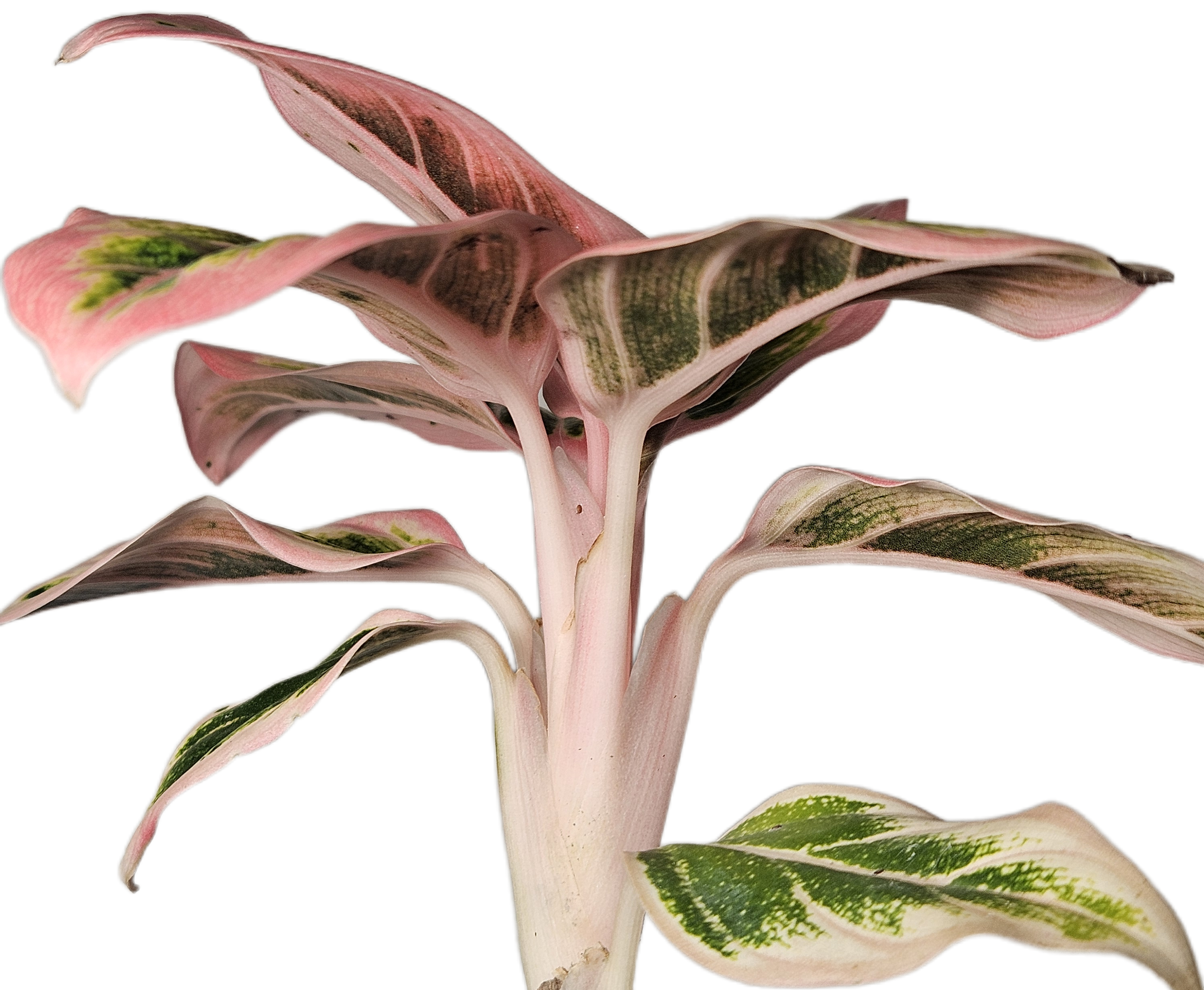 Aglaonema Lotus Delight | Extremely Rare Variegated Chinese Evergreen