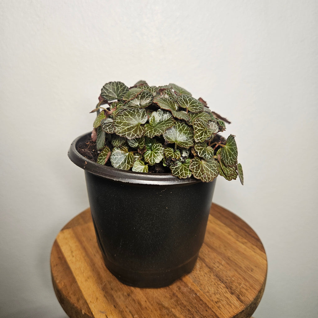 Begonia | Micro saxifraga stolonifera Rare