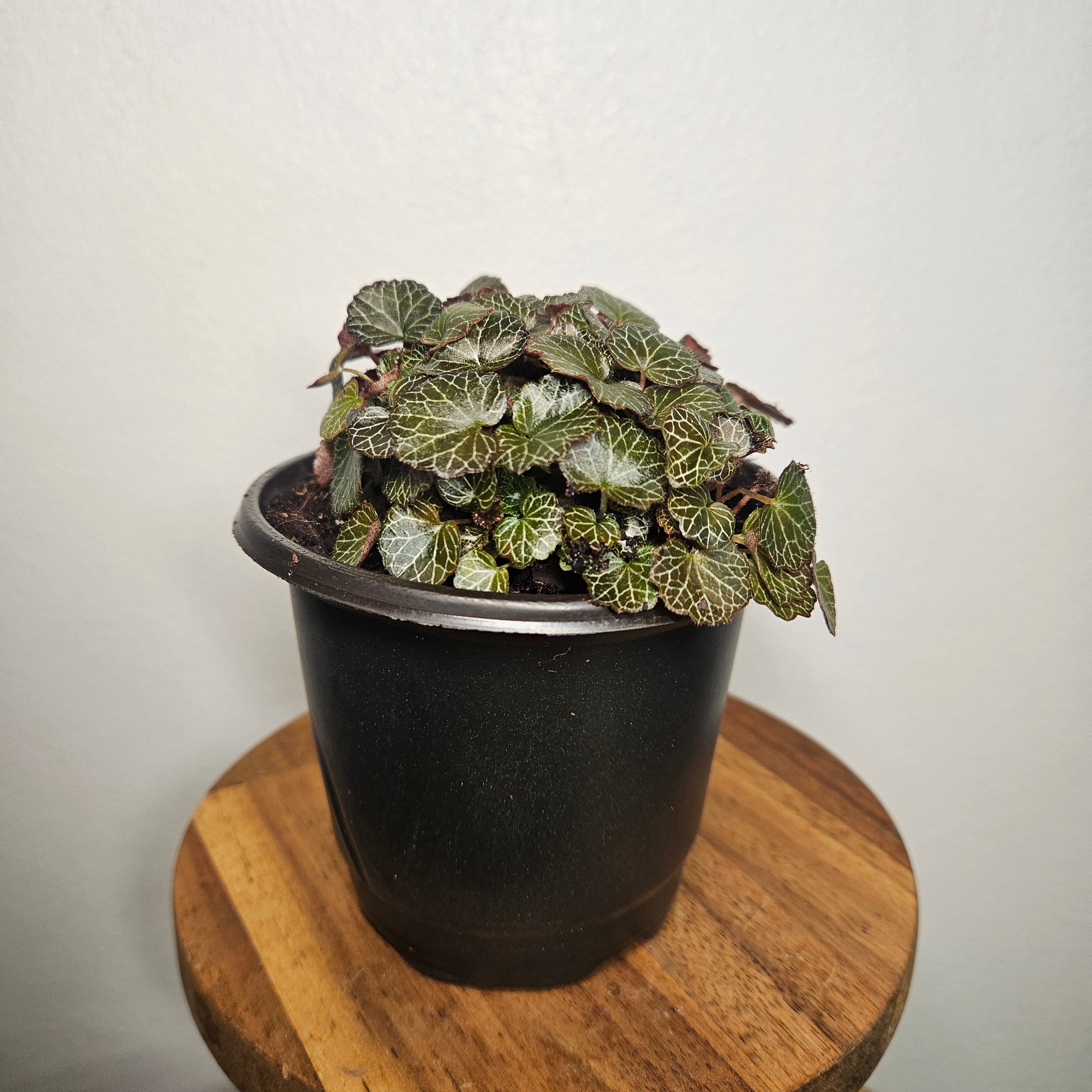 Begonia | Micro saxifraga stolonifera Rare